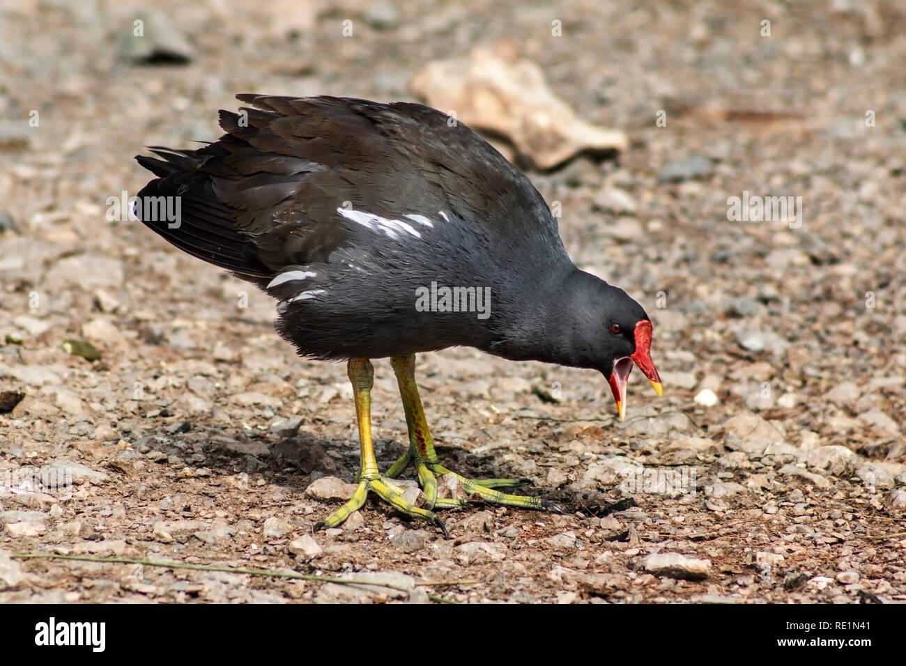 Moorhen singolo in un atteggiamento aggressivo Foto Stock