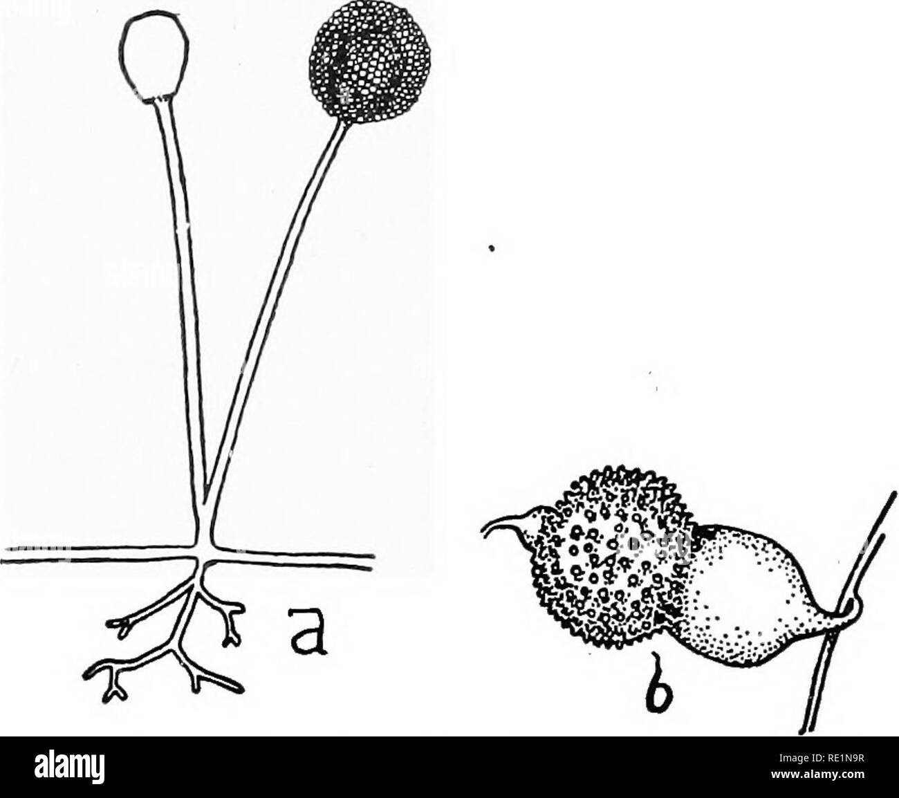 . College botanica; struttura, fisiologia e di economia di piante. La botanica. 278 COLLEGE botanica appare come un prominente, bianco Crescita sulla superficie del pane, frutta e verdura. Essa provoca la putrefazione di memorizzata la frutta e la verdura. Il micelio è una ramificazione, coenoeytic filamento che penetra il materiale alimentare e produce fino- diritto, antenna gi-o-wths sporangia cuscinetto. Questi sporangia recare un gran numero di spore che sfuggono, diventare secco e a volte. Fig. 127.-Khizopus nigricans o pane stampo; (a) intera pianta che mostra sporangia; (b) maturare zygospore. vivere per molti anni. Essi Foto Stock