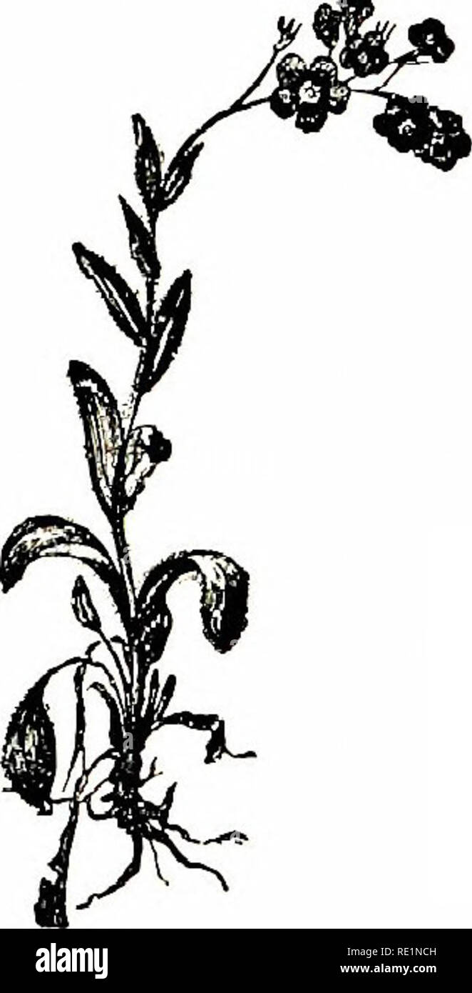 . Fiori di campo. La botanica. Myosotis Versicolor [particol-colorato Scorpion-erba) Myosotis Alpestris {Mountain dimenticare-me-no) 5. M. sylvatica (legno per- get-me-no).-i peli del calice di spargimento e agganciato; calice profondamente schisi nella stretta seg- menti ; corolla blu luminoso e ampio come l'acqua dimenticare- me-non. Una specie rara, cresce nei boschi in Scozia e l'Inghilterra del nord. Un modulo alpino noto come M. Alpestris, del nano. Si prega di notare che queste immagini vengono estratte dalla pagina sottoposta a scansione di immagini che possono essere state migliorate digitalmente per la leggibilità - Colorazione e aspetto di queste illus Foto Stock