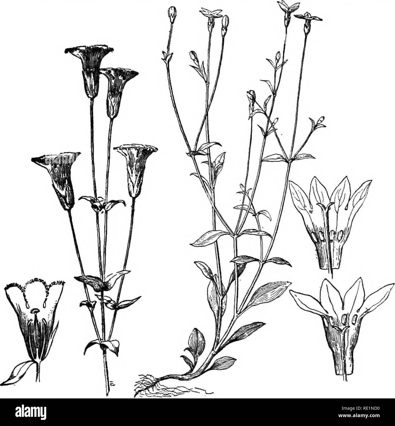 . Elementare di botanica. La botanica. CONTORTyt. 648. La famiglia di genziana (gentianacese).-Le genziane di solito appaiono in tarda estate o in autunno. Le frange genziana (fig. 386) indugia spesso. Fig. 386. La genziana (G. crinita). Fig- 387- bluet (Houstonia ccerulea).. Si prega di notare che queste immagini vengono estratte dalla pagina sottoposta a scansione di immagini che possono essere state migliorate digitalmente per la leggibilità - Colorazione e aspetto di queste illustrazioni potrebbero non perfettamente assomigliano al lavoro originale. Atkinson, George Francis, 1854-1918. New York, H. Holt Foto Stock