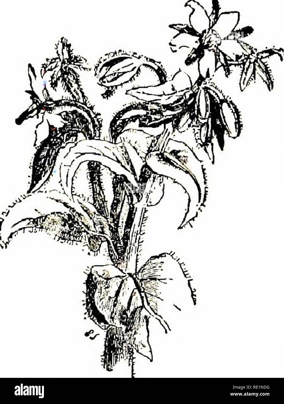 . Fiori di campo. La botanica. Tribù di borragine 5. Symphytum {Comjrey) 1. S. officinale (Comfrey comune).-Un grande e bello stabilimento, 2-3 piedi alto, con ramificata gambi frondosi, lo stelo alato nella parte superiore ; le foglie ellittiche, appuntita rastremata verso la base e l'esecuzione verso il basso lo stelo ; i fiori bianco, rosa o viola, cada in 2-cluster a forcella. Spesso introdotti nei giardini, dalla quale è molto difficile da sradicare quando si ha una volta stabilito, a causa della fragilità delle sue radici carnose, meno bit del quale continueranno a crescere. Luoghi acquosi e rive di fiumi, comune Foto Stock