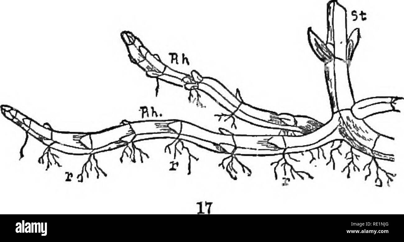 . Gli elementi di botanica abbracciando organography, istologia, fisiologia vegetale, botanica sistematica e botanica economica ... insieme con un glossario completo dei termini di botanica. La botanica. . Si prega di notare che queste immagini vengono estratte dalla pagina sottoposta a scansione di immagini che possono essere state migliorate digitalmente per la leggibilità - Colorazione e aspetto di queste illustrazioni potrebbero non perfettamente assomigliano al lavoro originale. Kellerman, William Ashbrook, 1850-1908. Philadelphia, J. E. Potter e azienda Foto Stock