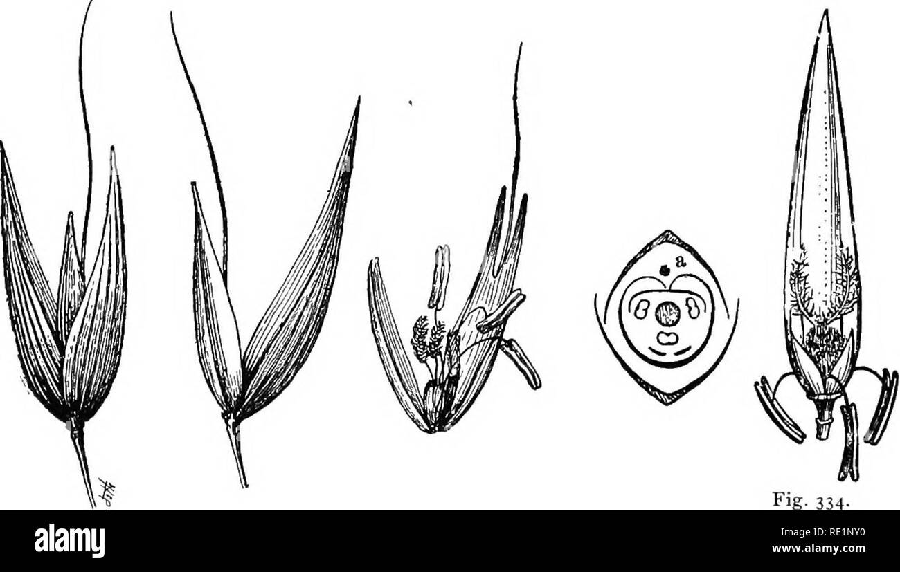. Elementare di botanica. La botanica. 258 MONO CO T YLED ONS. Argomento III: monocotiledoni con un glume che sottendono il fiore (Glumiflorae). 504. Lezione III. Famiglia di erba (Gramineae). Oat.-come un rappresentante della famiglia di erba (graminese) uno può prendere la pianta di avena, che è ampiamente coltivato e può anche essere cresciuto facilmente in giardini o magari in piccole quantità in serre per poter disporre di un materiale in una condizione di fresco per studio. O si può ricorrere a materiali conservati in alcool per dis-. Fig. 330. Fig. 331. Spikelet di uno glume ri- o a t mostra spostato siiowing due glumes. fertile flo Foto Stock
