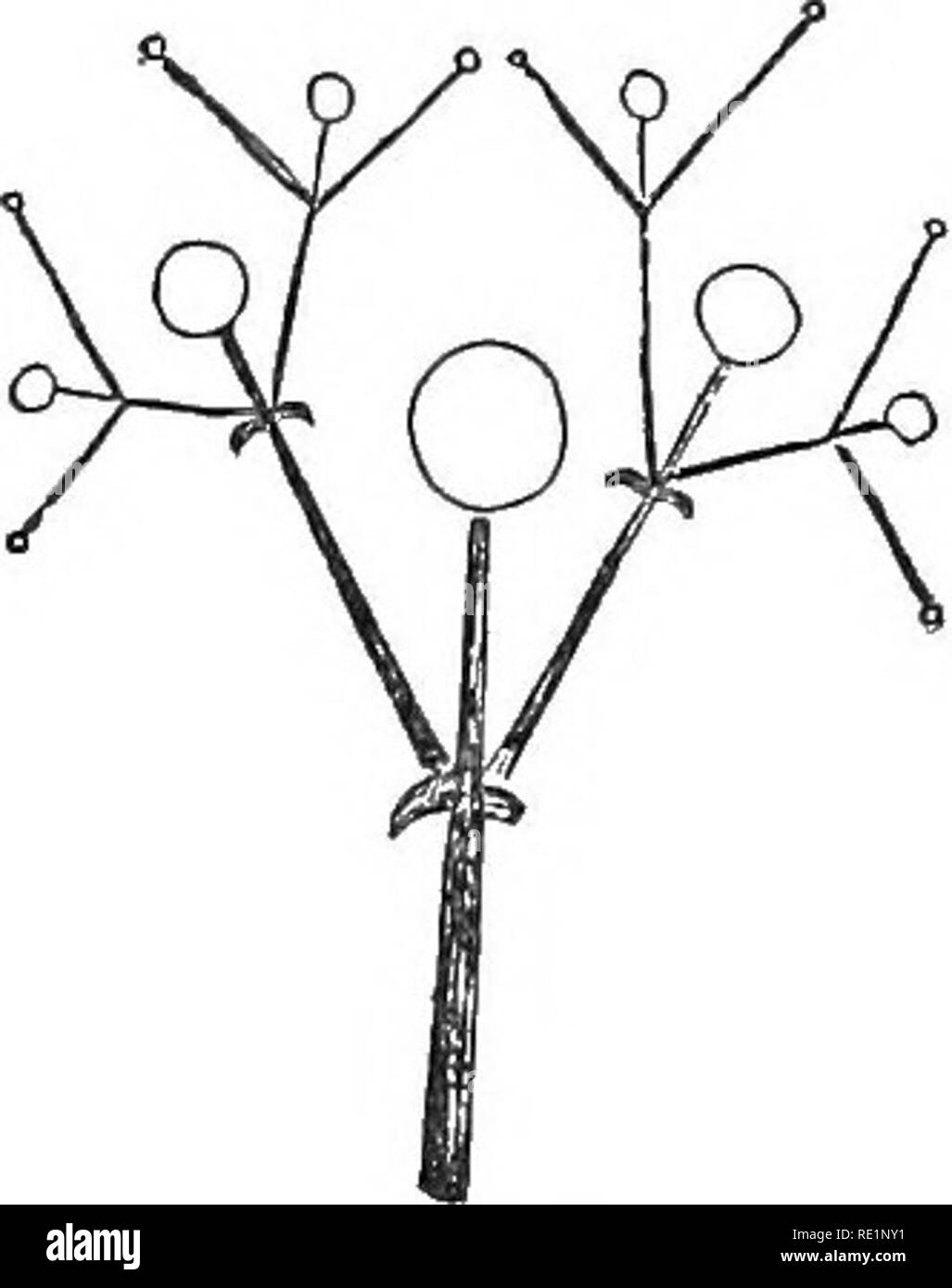 . Un libro di testo elementare della botanica. La botanica. Fig. 53. Fig. 54. 4. Il cjnne è un determinato o deciso fiore-cluster, con una piana o convessa superiore. Assomiglia alla corymb alcuni- cosa, tranne che in quest'ultima fioritura centripeta, mentre nel cyme è centrifugo (Fig. 54). Un affollato cyme è chiamato un fascicolo. Molti dei cluster sono spesso com- libbra, come composto umbels composto cymes, ecc. Le due classi di infiorescenza possono essere rappresentate in uno stesso impianto; così la famiglia di zecca ha cymes o fascicoli, che sono in centrifuga la loro fioritura, ma queste sono gene- rally c Foto Stock