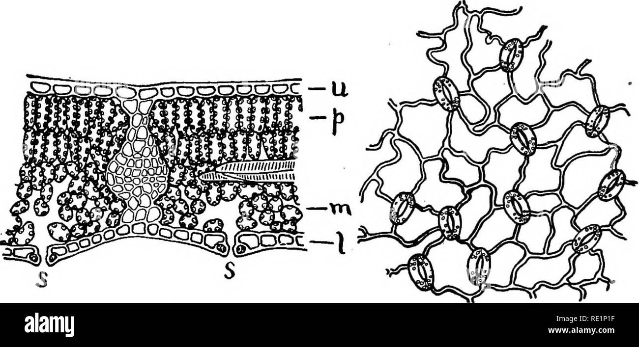 . College botanica; struttura, fisiologia e di economia di piante. La botanica. 78 College botanica contengono anche la clorofilla, che è il fattore importante nell'assorbimento della luce solare e nella realizzazione di carboidrati. L'epidermide è costituita da uno strato di cellule che copre entrambe le superfici superiore e inferiore della foglia. Queste cellule hanno perso il loro proto- plasmic contenuti e la parete esterna è diventata molto spessa- ulteriormente rafforzata e infiltrati con una sostanza cerosa, che rende la foglia impermeabile (Figg. 59 e 60). La parete esterna è chiamato la cuticola ed è composto di interruzione, che è molto simile a Foto Stock