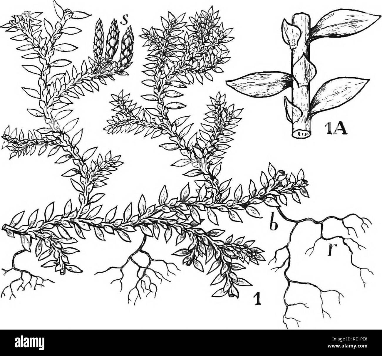 . Natura e lo sviluppo di piante. La botanica. Lo sviluppo di piante 347 di Selaginella hanno un portamento strisciante come quella del Lycopodium, e l'antenna gli steli sono coperti con foglie disposti su più righe, molto spesso in quattro righe di due grandi e due piccole foglie (Fig. 241, i^). Di solito ma un unico cloroplasto compare in ogni cella, come già notato in numerose alghe e nell'Antho-. FlG. 241. Un comune Selaginella coltivate: io abito della pianta-ho, strobili; b, el ramo radici del cuscinetto, r. La porzione di stelo, mostrando foglie ar- rangement.-H. O. Hanson. cerotales. Le radici sono frequentl Foto Stock