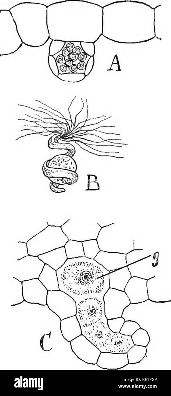 . Natura e lo sviluppo di piante. La botanica. Fig. 228. Fig. 229. Fig. 228. .Gametofito della Filicales: UN, la germinazione delle spore. B, comparsa precoce della struttura thalloid del gametophjrte a causa della formazione di una cellula apicale, x. C, matura gametofito-un, antheridia; ar, archegonia; r, rhizoids; 11, apicale di cella o punto di crescita. Fig. 229. Struttura in organi riproduttivi: UN, antheridium come si vede nella sezione, appena prima dello scarico dei gameti. B, gamete maschile. C, vista in sezione del archegonium-^g, gamete femminile. ics. Il gametofito di solito vive ma pochi mesi, anche se in modo Foto Stock