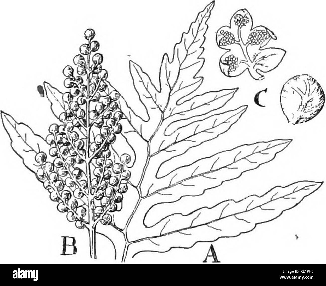 . Natura e lo sviluppo di piante. La botanica. 330 GAMETOFITO DI FILICALES diverse felci sono contraddistinte da false indusia che sono formate da più o meno margini modificati della foglia. In bracken, Pteridium, l'intero margine membranoso della foglia di curve su strettamente affollata sori (Fig. 226,), e la fanciulla capelli, felce Adiantum, il sporangia sono in corrispondenza delle estremità delle vene e coperte da porzioni di riflessi della foglia (Fig. 226, B). Il indusia sono carenti in alcune forme, come in faggio, felce Phegopteris, e nell'polypody, Polypodium (Fig. 226, C). Questi generi sono distinguishe Foto Stock