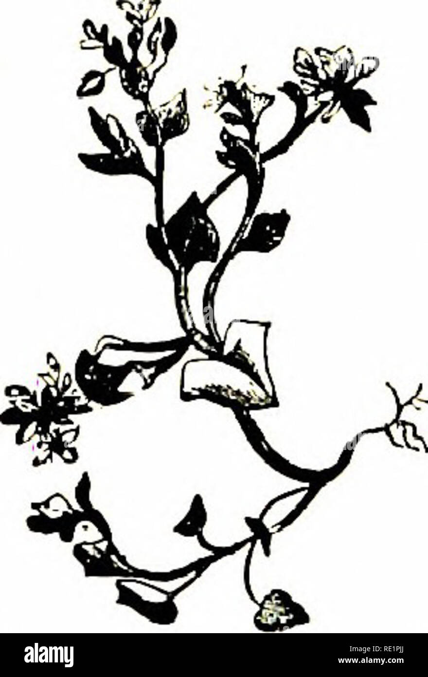 . Fiori di campo. Botanica. sagomato, ovale, viii INTRODUZIONE A BRITISH botanica una foglia attraverso il quale una levetta passa è denominato perfoliate (da Al, attraverso e folium, una foglia), come nell'Hare's-ear, p. 122. Due foglie uniti dalla loro Imses e allowmg allo stelo di passare attraverso di essi, sono denominate connate (da COST, insieme e nascor, a crescere), come in Chlora, piastra 59. ^ -ni 4- il margine della foglia è cither intero, come m Soapwort, piastra 10 ; crenate, come in Marsh centella, piastra 34 ; dentellatura (seghettato), come in rosa, la piastra 29 ; dentato, come in incantatore di Nightshade, piastra 30 ; o frange, come nell' Foto Stock