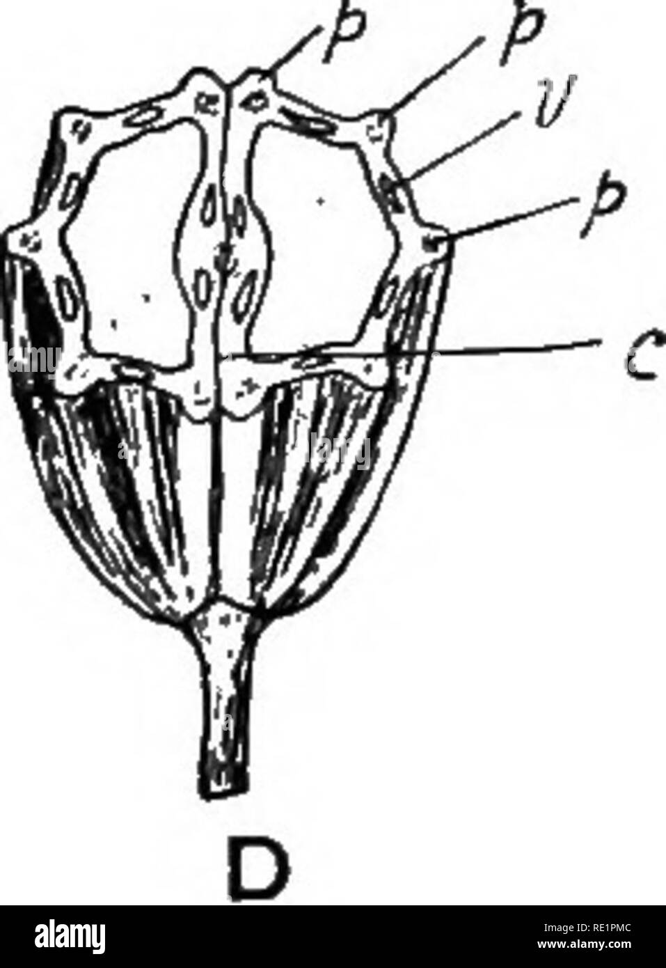 . Agraria Botanica, teorico e pratico. La botanica, economico; Botanica. Fig. 134.-A^ frutto di cerfoglio selvatico iChczrophyllumsylvestre L.). B^ lo stesso più tardi, che mostra il modo di divisione c carpophore ; in mericarps; d stylopodium. C, sezione trasversale oiA. commissura x ; v vittae ; e endosperma dei semi. Z), la sezione trasversale delle ovaie di finocchio {Foeniculjtvl offtcinale tutti.), p creste primario ; v vittas; c commissura. Il numero e la disposizione delle nervature e vittae si vedono meglio quando l'ovaio è tagliato trasversalmente. Il frutto è un schizocarp che divide in due mericarps; eac Foto Stock