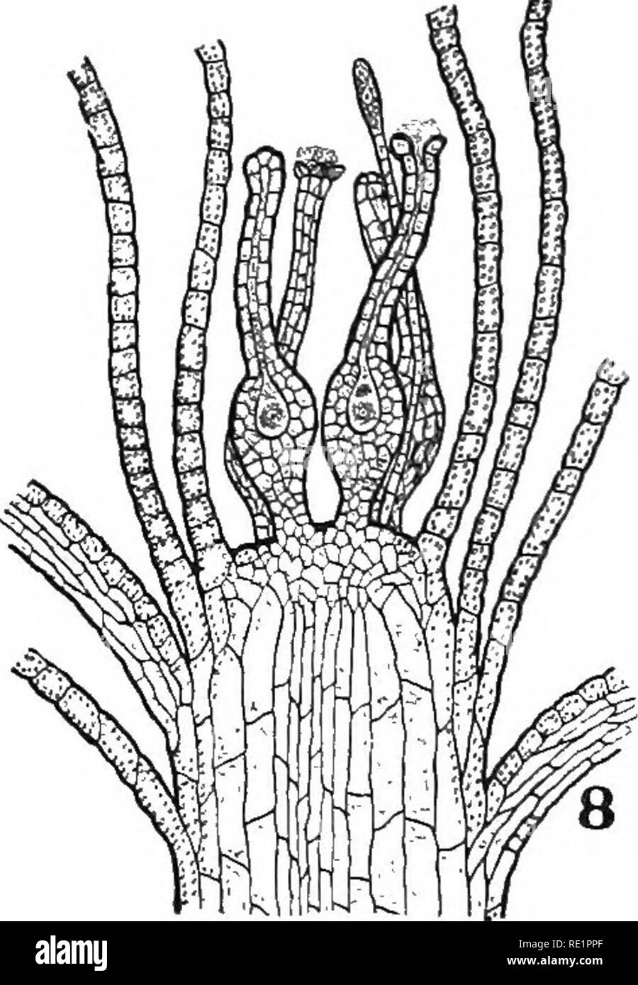 . Natura e lo sviluppo di piante. La botanica. Fig. 207. Organi riproduttivi maschili: i, le piante maschio del cuscinetto Polytrichum antheridia in tazza germogli. 6, la sezione di apice dello stelo di Funaria -un, antheridia; p, paraphysis. 7, i gameti maschili, quello a sinistra ancora en- veloped in rimane mucillaginosa di madre della parete cellulare. Si prega di notare che queste immagini vengono estratte dalla pagina sottoposta a scansione di immagini che possono essere state migliorate digitalmente per la leggibilità - Colorazione e aspetto di queste illustrazioni potrebbero non perfettamente assomigliano al lavoro originale. Curtis, Carlton Clarence, 1864-1945. New York, H. Holt Foto Stock