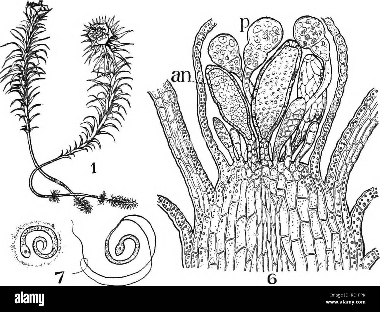 . Natura e lo sviluppo di piante. La botanica. Lo sviluppo di piante 303. Fig. 207. Organi riproduttivi maschili: i, le piante maschio del cuscinetto Polytrichum antheridia in tazza germogli. 6, la sezione di apice dello stelo di Funaria -un, antheridia; p, paraphysis. 7, i gameti maschili, quello a sinistra ancora en- veloped in rimane mucillaginosa di madre della parete cellulare. Si prega di notare che queste immagini vengono estratte dalla pagina sottoposta a scansione di immagini che possono essere state migliorate digitalmente per la leggibilità - Colorazione e aspetto di queste illustrazioni potrebbero non perfettamente assomigliano al lavoro originale. Curtis, Carlton Clarence, 1864-1945. N Foto Stock