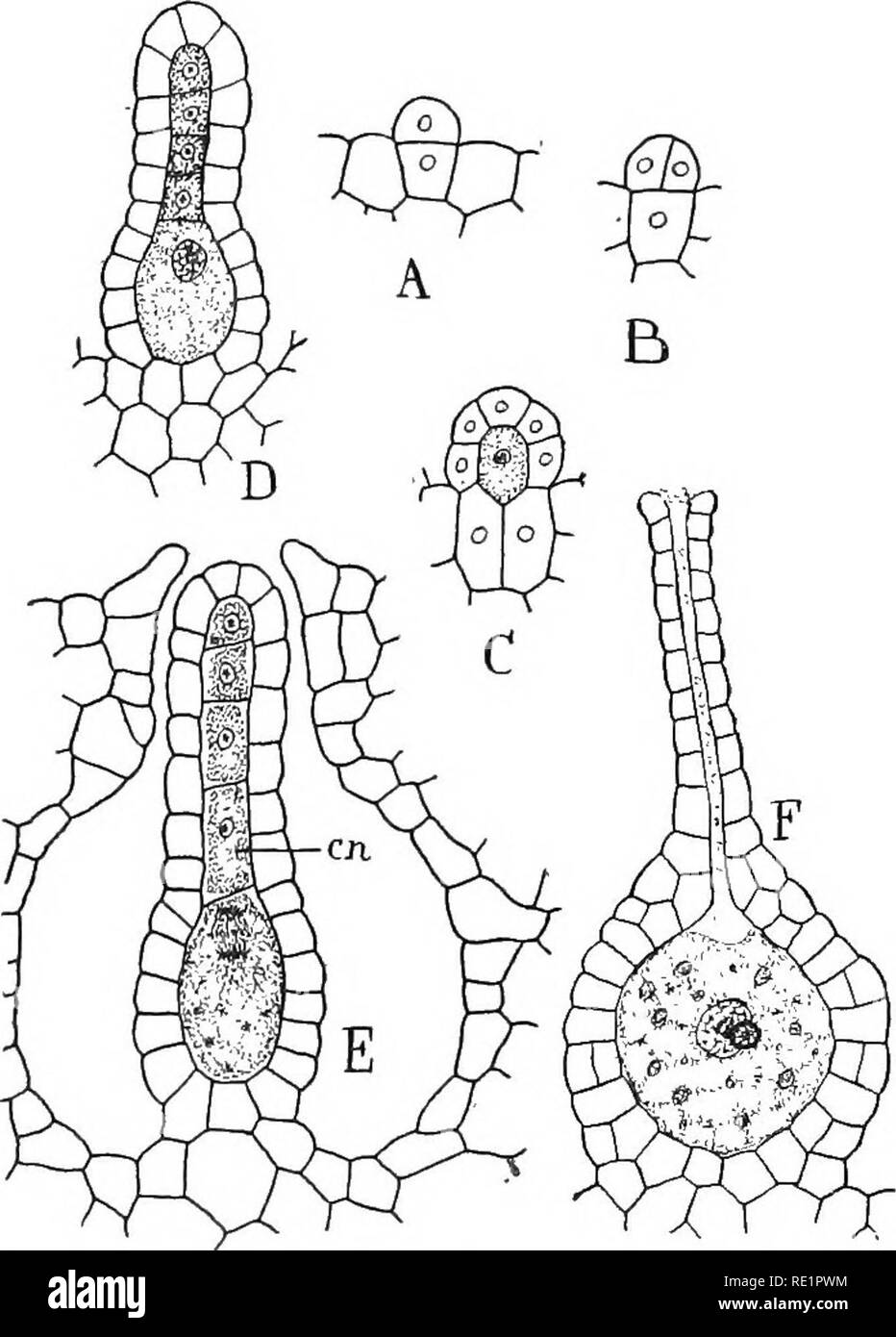 . Natura e lo sviluppo di piante. La botanica. 276 ARCHEGONIUM DI RICCIOCARPUS antheridium ed il canal cellule diventano mucillaginose, formando così un passaggio per il gamete femminile (Fig. 182, F). I gameti maschili, attratti, si suppone, per lo zucchero di canna, sviluppato nel archegonium, nuotare giù il canale del collo e uno unisce con il gamete femminile, come mostrato in Fig. 182, F, dove. Fig. 182. Sviluppo della femmina o gametangium archegonium A-D, fasi nello sviluppo del archegonium da una singola cella. E quasi archegonium matura poco prima del gamete femminile è formedâen canal cellule Foto Stock