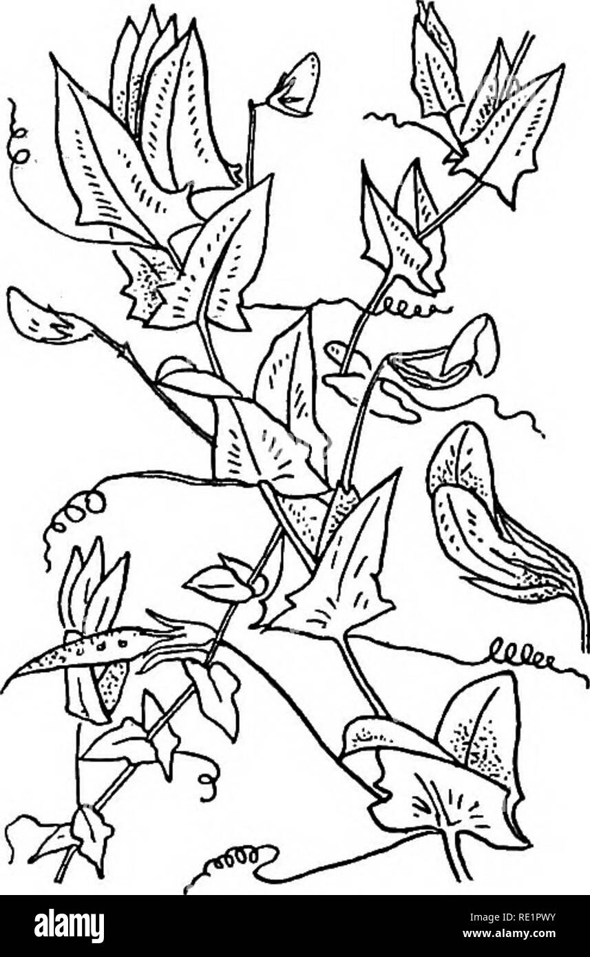 . Un manuale di botanica indiano. La botanica. 2o6 classificazione il lato posteriore del filamento singolo conduce al nettare secreto all'interno della base dell'stami. La dal o impulsi che formano un cibo importante grani di tutta l India, appartengono a questo sub-fine, cioè chhola o boot (Cicer arietinuvi); masur o lenticchia {Lens esculenta); Mataró o il segnale di PEA {Pisum sativum, P. arvense); arhahar (Cajanus indicus); sona - Moog, kala moog, ghora-moog, mash-kalai, &amp;c., che sono differenti specie o varietà di Phaseolus; khesari {Lathyi"Siamo sati- utenti virtuali)-y jungli mataró (Z. Aphaca), con la foglia intera conver Foto Stock