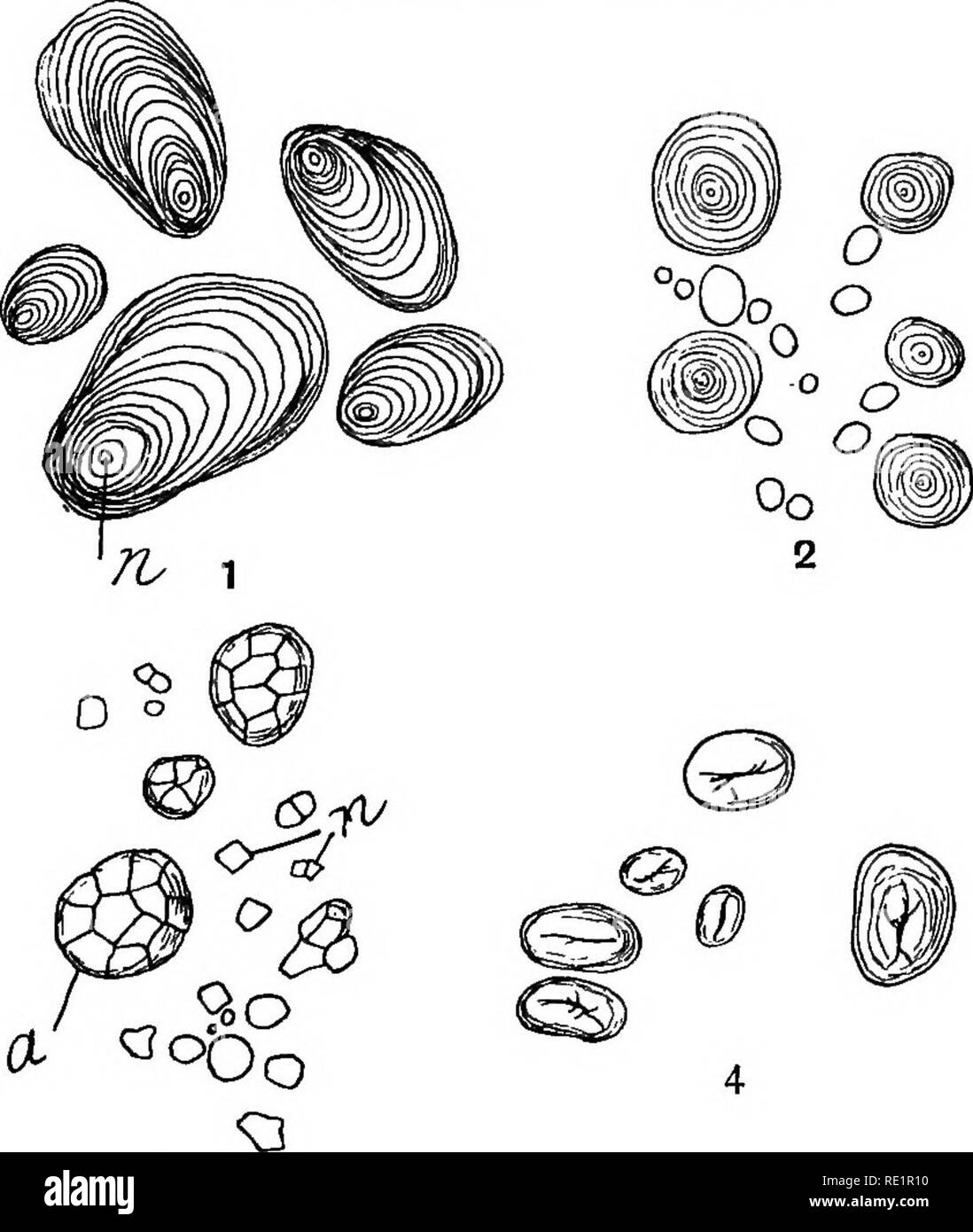 . Agraria Botanica, teorico e pratico. La botanica, economico; Botanica. Carboidrati è7 quelli da tuberi di patata sono appiattite ovale irregolare dei grani di relativamente grandi dimensioni con un nucleo eccentrico (i, Fig. 79). Grandi e piccoli grani sono presenti nell'endosperma-cellule di frumento, di orzo e di segala; tutte sono appiattite e lentil-sagomato con un nucleo centrale (2, Fig. 79). Nei cotiledoni dei semi di,pisello, fagiolo e altri legu- minous piante, i grani sono di forma ovale e la forma di rene come in 4, Fig. 79 radianti con cricche o fessure nel centro. In avena Grani sono ovali e Foto Stock
