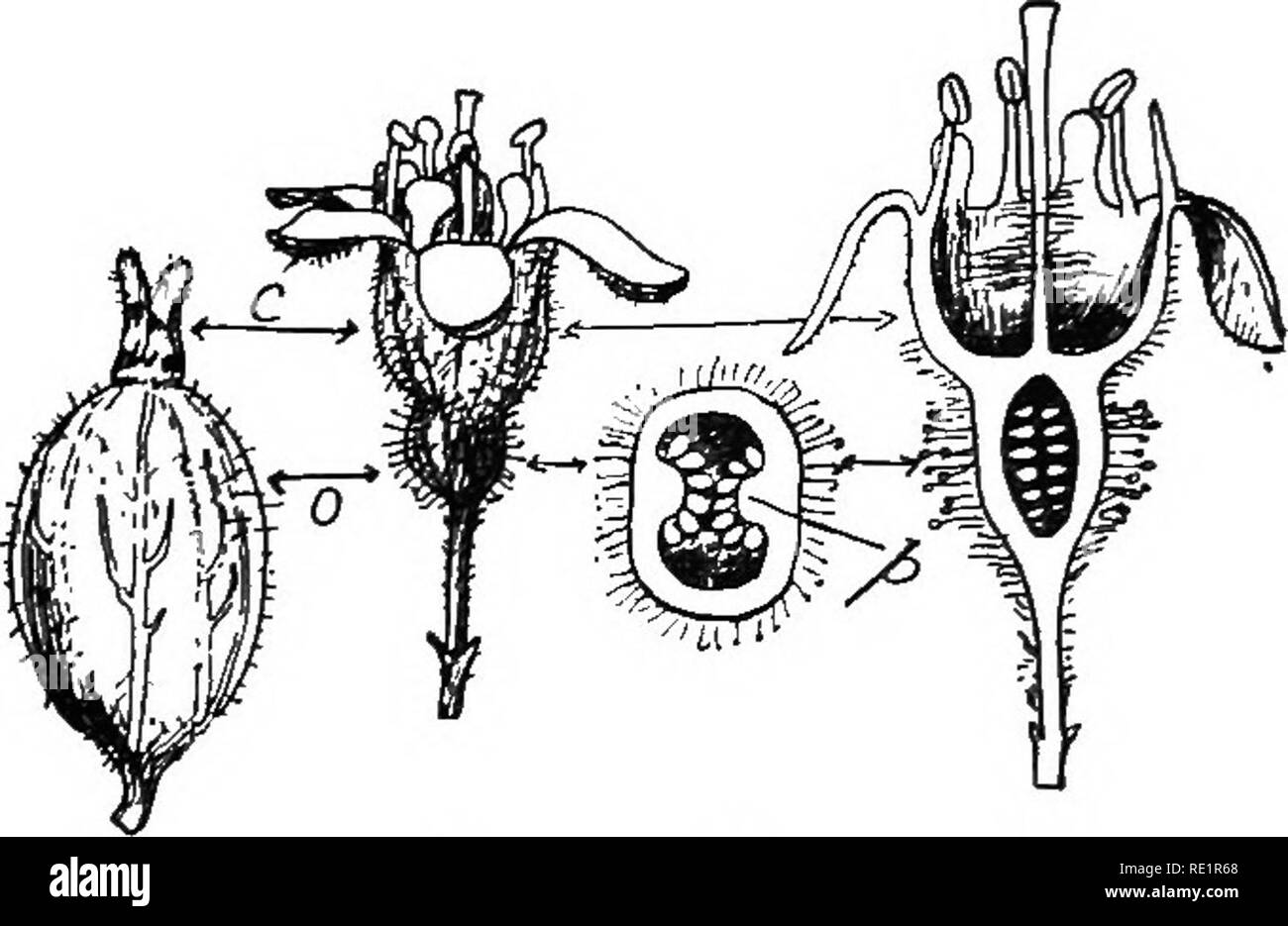 . Agraria Botanica, teorico e pratico. La botanica, economico; Botanica. lOO LA FRUTTA : la dispersione di semi (iii) mele di cui una mela o pera sono buoni esempi, è un indehiscent pseudocarp carnosi cui gynseciura o vero frutto em- assestati ri- ceptacle. Quando il pseudocarp è maturo il pericarpo appartengono- ing per ciascun carpel del gynsecium Fig. 46.-fiore e frutto di uva spina. Un fiore, dcVClopS un duro,   i ^  io      '.-C ; . /^ 1 '.^ ir 1 -".:".. ^e*,^ . .". Calice-tubo, o ovaio inferiore ; C sezione longitudinale del 1 pa tji pry nv boDV fiore; 5 sezione trasversale Foto Stock