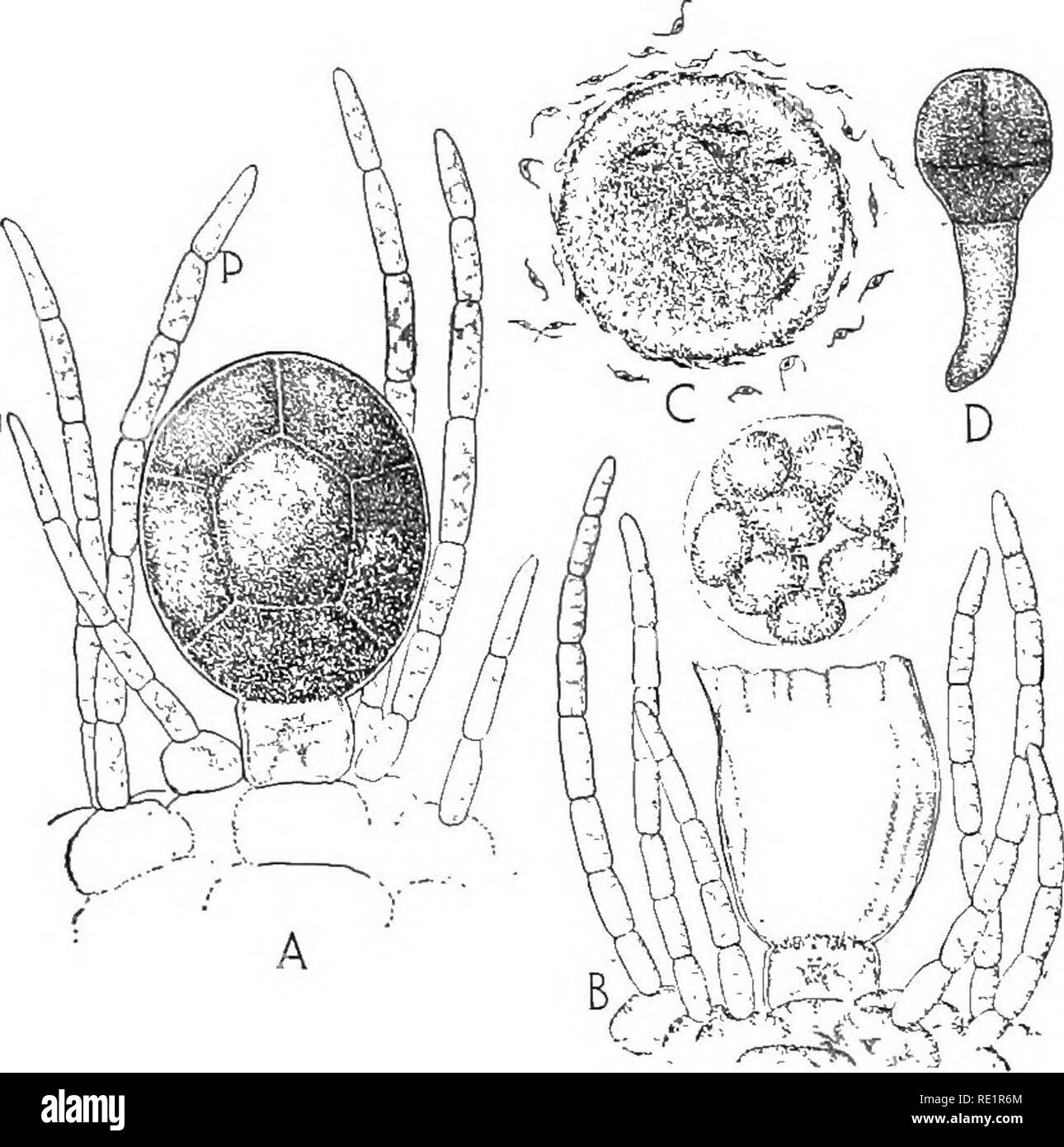 . Natura e lo sviluppo di piante. La botanica. Lo sviluppo di piante 209 della parete cellulare che più tardi si rompe e rende libero (Fig. 124, B). La femmina i gameti sono senza ciglia e come essi galleggiare via in acqua vengono visualizzati per attirare i gameti maschili che pullulano su di essi e infine la fertilizzazione è effettuata mediante uno dei gameti maschili in basso di lavoro al nucleo della femmina e la fusione con esso (Fig. 124, C). In una forma di alleati non solo è un attraente sostanza formata nel gamete femminile, ma probabilmente un repellente. Fig. 124. Gametangia femmina: UN, vista fortemente ingrandita di uno dei oogonia sho Foto Stock