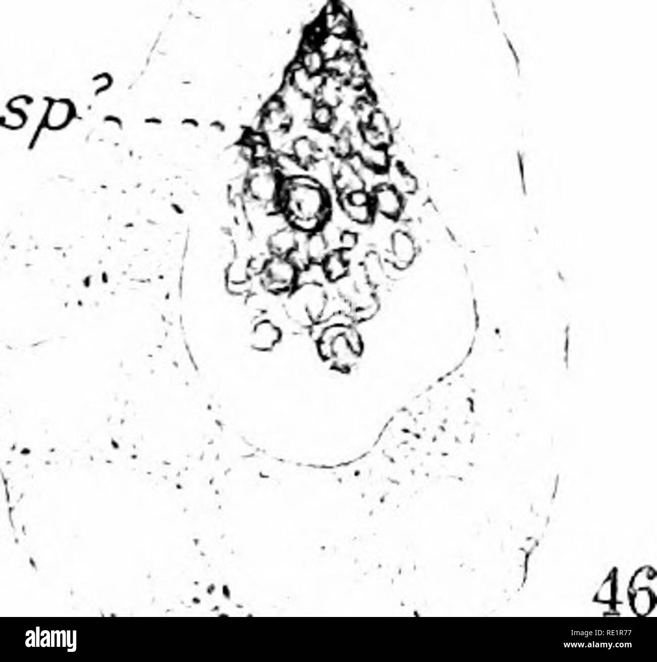 . Il Eusporangiatae; la morfologia comparata delle Ophioglossaceae Marattiaceae e. Ophioglossaceae; Marattiaceae. 6L ,Sm. 45 ni'-'-'. '®^y?s;.. 48 21-29. La spermatogenesi in Ophioglo^iium pendolo. .-^ 950; 21 mostra 34-37. In Spermalogenesis B. oirginianum; 38-41, in Kaulfussia; spermatocyte finale prima divisione nucleare, con due 42, 43, in Danaea. Tutti X 950. blepharoplasts, bl; 22, 23, nucleare fuso dal lato e 44. Quasi maturi spermatozoids di Angiopleris. X 950. n, nucleo; polo; 24-29, sviluppo di spermatozoid ; n, nucleo di bl, blcpharoplast; c, ciglia; i', vescicola spermatoz. Foto Stock