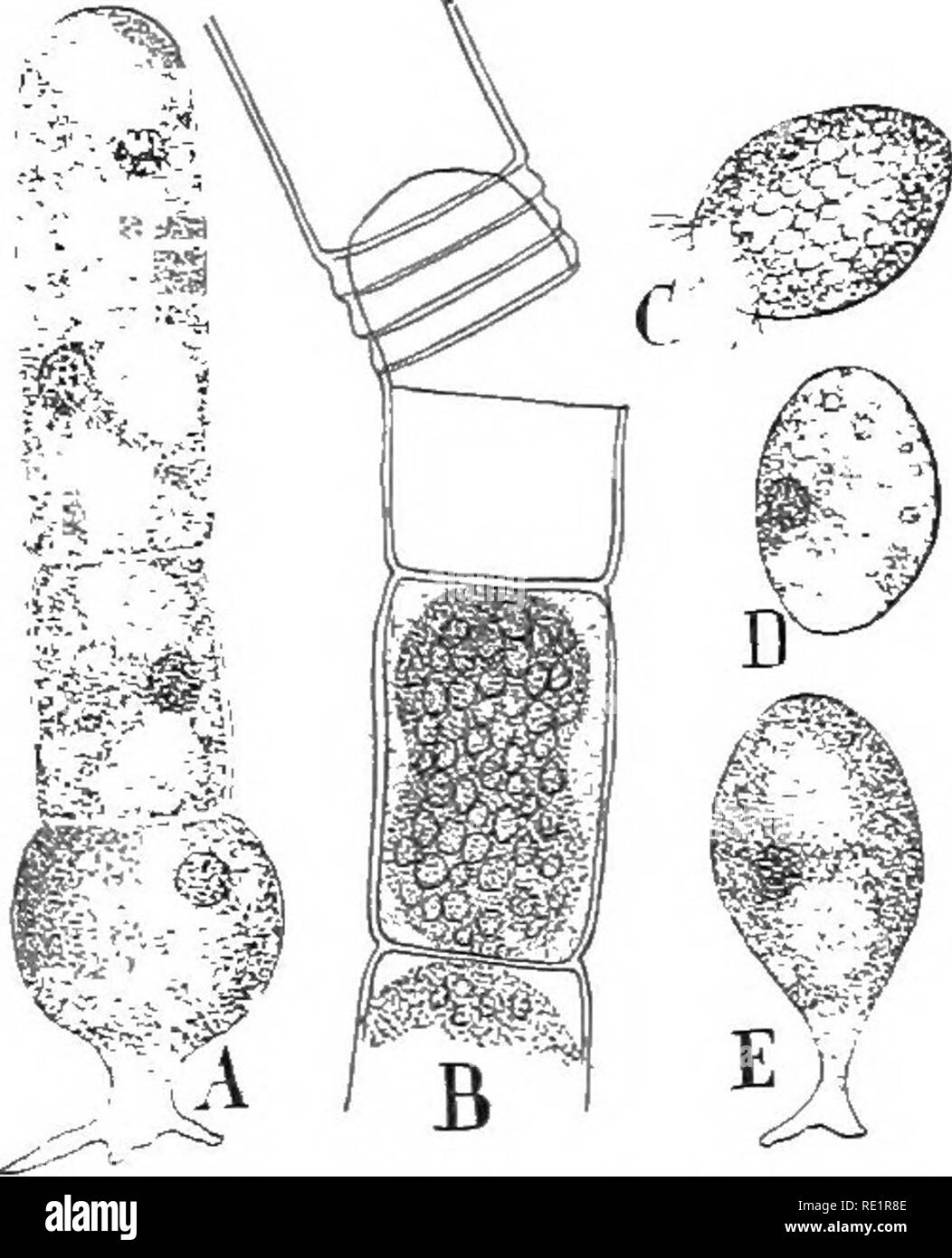 . Natura e lo sviluppo di piante. La botanica. Lo sviluppo di piante 197 del gamete si trova in un ramo simile che diventa piuttosto uovo- sagomato e a maturità si apre in corrispondenza del becco estremità (Fig. 114, B). Un monocellulari gametangium femmina è chiamato un'o5gonium e gamete femminile è spesso riferito come oosphere o uovo. I gameti maschili sono scaricati a pochi minuti dopo la oogonium apre, quando essi sciame attorno alla estremità aperta della femmina gametangium e penetrare facilmente. Non appena la fusione è stata effettuata la gametospore diventa investito con una parete spessa e in questa condizione può sopportare una Foto Stock