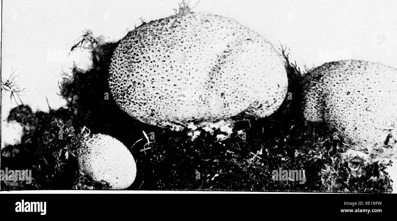 . Il libro di funghi : una famosa guida per l'identificazione e lo studio del nostro nessuno funghi, con speciale enfasi sulla varietà commestibili . Funghi; funghi commestibili; Cookery (Funghi); cbk. I giovani a forma di pera PUFFBALL (commestibili) {Ly coper don Pyri/ornie^ Schaeff) Vedi pagina J25. HARD-pelato PUFFBALL {sclerodermia vuigare. Le patatine fritte). Si prega di notare che queste immagini vengono estratte dalla pagina sottoposta a scansione di immagini che possono essere state migliorate digitalmente per la leggibilità - Colorazione e aspetto di queste illustrazioni potrebbero non perfettamente assomigliano al lavoro originale. Marshall, Nina L. (Nina Lovering). Giardino Cit Foto Stock