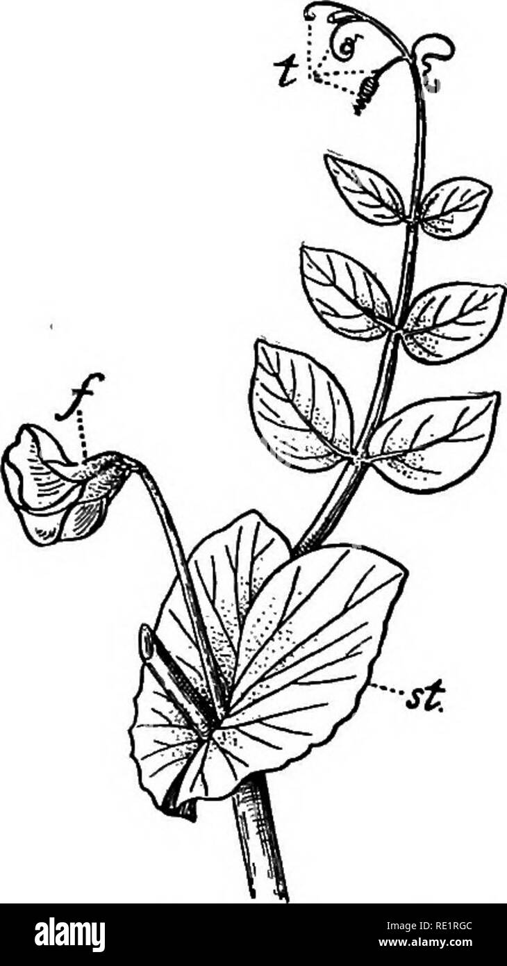 . Un manuale di botanica indiano. La botanica. La metamorfosi 57 tening, assume la forma e il colore di una foglia, e svolge le sue funzioni. Tale foglia-come modifica del picciolo è denominato un phyllode (fig. 57). Viticcio è il nome dato al thread-come modifica- zioni di gemme, foglie o parti di foglie e di altre unità morfologica con l aiuto di cui le piante di salire sulle altre piante t:i^-y^ o supporti. Per l'ex- ampie, i Viticci di harhjorha {Vtits qtiad- rangularis), goale - lata. Fig. 58.-Mataró (^Pisum sativum) t. Viticcio. /, Fiore, st, Foli- aceous stipule.. Si prega di notare che queste immagini ar Foto Stock