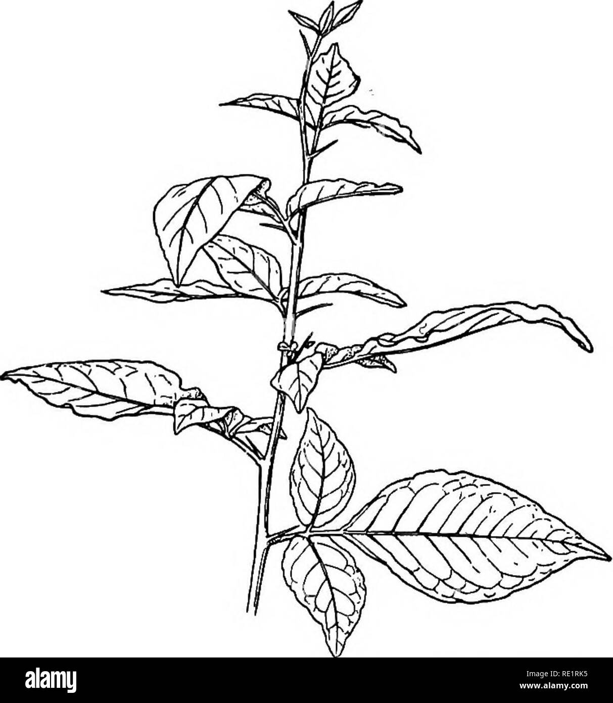 . Un manuale di botanica indiano. La botanica. Morfologia 42 NATE (fig. 41), come nel male o legno-apple {^gle Marmelos). In foglie palmate il picciolo porta al suo apice di una serie di opuscoli che guardare come le dita di una mano tesa. Infatti il composto foglie palmate può essere considerata come una semplice palmi-venato. Fig. 41.-Ternate Leaf e ascellare dorsali del Bael o legno-apple {^gle Marmelos) foglie con la sua lama tagliate in molti segmenti come ci sono vene radiante dal parziale assorbimento dei tessuti molli della lama tra le vene. Quando i lembi esterni di foglie palmate punto a Foto Stock