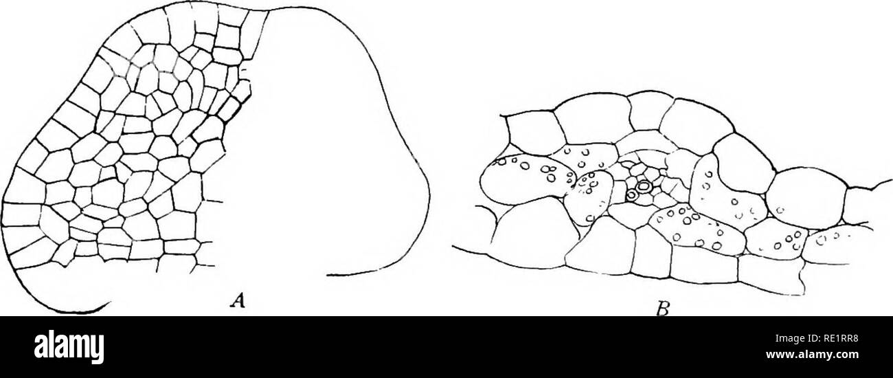 . Il Eusporangiatae; la morfologia comparata delle Ophioglossaceae Marattiaceae e. Ophioglossaceae; Marattiaceae. Il giovane sporofito 149 il cotiledone in Kaulfussia (fig. 123) è spatulate in forma e non dissimile da quella di DancBa in forma e anche strettamente assomiglia ad un profilo della foglia più ampie forme di Ophioglossum moluccanum. La somiglianza di quest'ultima è molto aumentata dalla venatura, che reticola e straordinariamente simile a quella del cotiledone di Ophioglossum. Come in Ophioglossum, vi è di solito un mid-vena, ma questo non è tuttavia notevolmente più spessa del lateral. Il Foto Stock