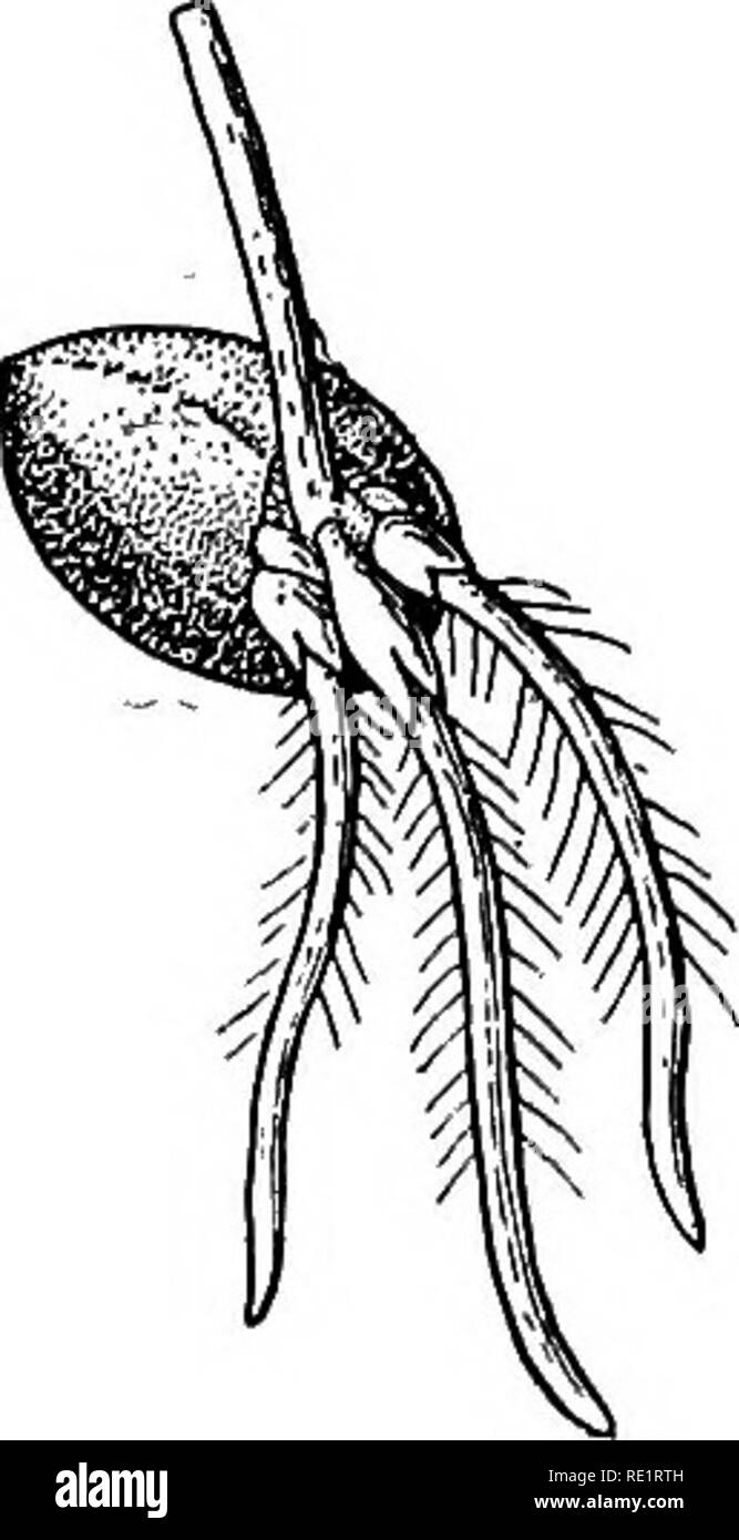 . Un manuale di botanica indiano. La botanica. Morfologia esce prima, attraverso la buca menzionato nell'ultimo capitolo, e comincia ad allungarsi e spingere la sua strada verso il basso nel suolo. Successivamente il plumule rompe il suo modo attraverso la testa e comincia ad allungarsi e crescere verso l'alto nell'aria. Il radicle dà luogo al primo o primario root, noto come il tap-root e il plumule dà luogo al primo o primario stelo o sparare, i due insieme formano l'asse della piantina. Presto la radice principale, come esso si allunga verso il basso dà off secondaria o di rami laterali dai suoi fianchi in successione o Foto Stock
