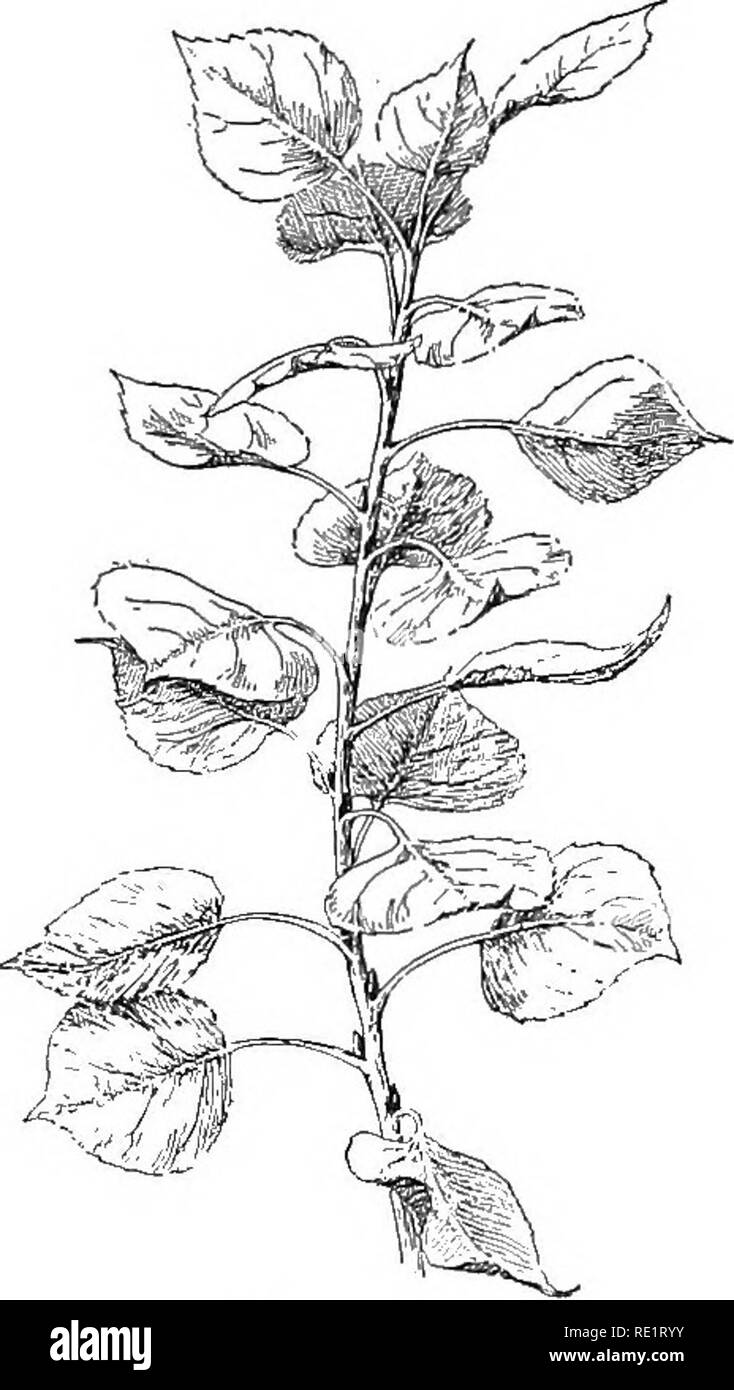 . Natura e lo sviluppo di piante. La botanica. Fig. 13. Fig. 14. Fig. 13. Ramo di coltivazione, foglie decussate, in quattro righe. Fig. 14. Il ramo di pioppo con foglie disposte a spirale in cinque righe. riceve la luce. Questo diventa molto evidente se vogliamo guardare direttamente verso il basso su uno scivolo o meglio se ci troviamo sotto un albero e cercare nei rami. Si sarà visto che molto poco sole diretto- luce trova la sua strada attraverso il ramo così piacevolmente sono le foglie adattati gli uni agli altri. Alcune piante come il hickories, catalpa, €tc., ad occupare tutto lo spazio disponibile con un paio di grandi foglie in corrispondenza delle punte delle br Foto Stock