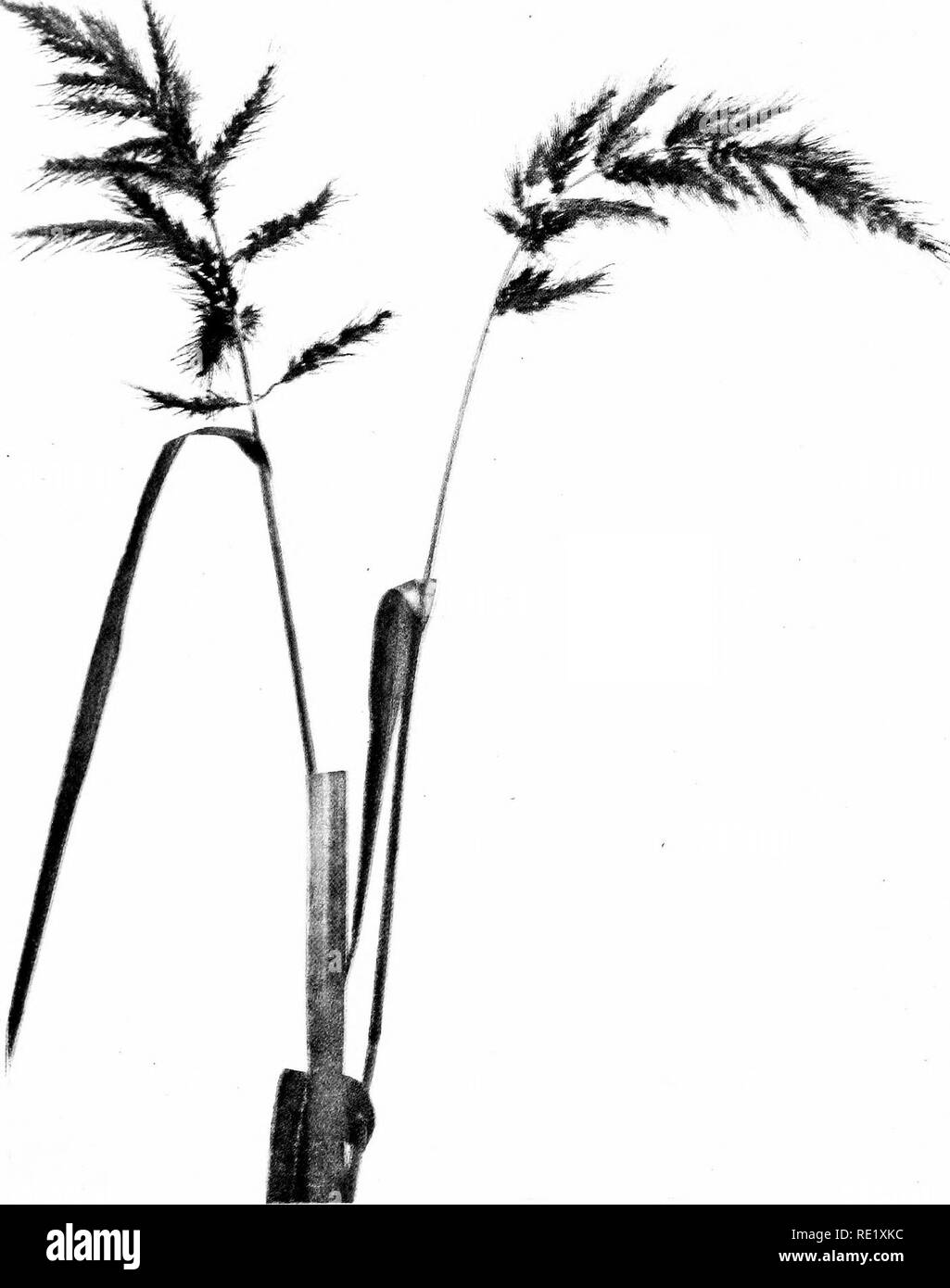 . Il libro di erbe; una guida illustrata al comune erbe e il più comune dei giunchi e carici. Erbe; Juncaceae; Cyperaceae. Sale palude erba COCKSPUR {Echinorhloa WaUeri). Si prega di notare che queste immagini vengono estratte dalla pagina sottoposta a scansione di immagini che possono essere state migliorate digitalmente per la leggibilità - Colorazione e aspetto di queste illustrazioni potrebbero non perfettamente assomigliano al lavoro originale. Francesco, Mary Evans. Città Giardino, N. Y. , Doubleday, pagina &AMP; Co. Foto Stock