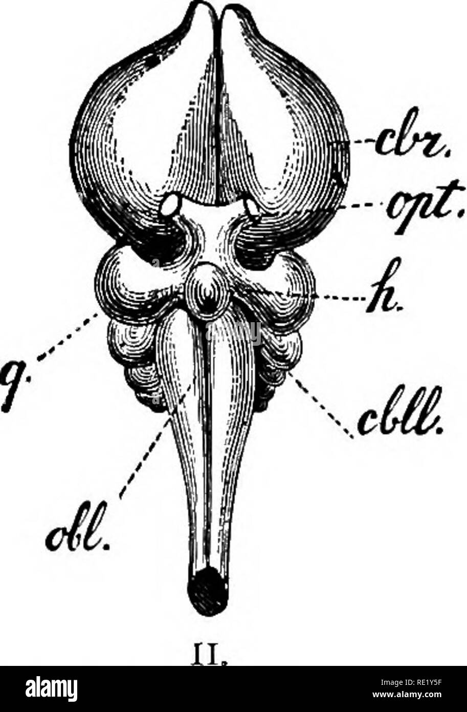 . La fisiologia degli animali domestici ... Fisiologia, confronto; Fisiologia Veterinaria. i. Fig. 327.âBrain di uccello (Falco buteo). (.JViihn.) ho vista della superficie superiore. II. vista della superficie inferiore â cbr, cervello; g, corpora quadrigemina o bigemina; cbU, cervelletto; 06/. micollo allungato; h, ipofisi; opt, del nervo ottico. In uccelli il cervelletto è ugualmente ridotta a un singolo lobo mediano, ed è completamente scoperto bjr il cervello, ed essendo singola esso non possiede alcuna emisferi laterale; il pons varolii, o le fibre trasversali che servono come una commissura per gli emisferi cerebellari, come in ma Foto Stock