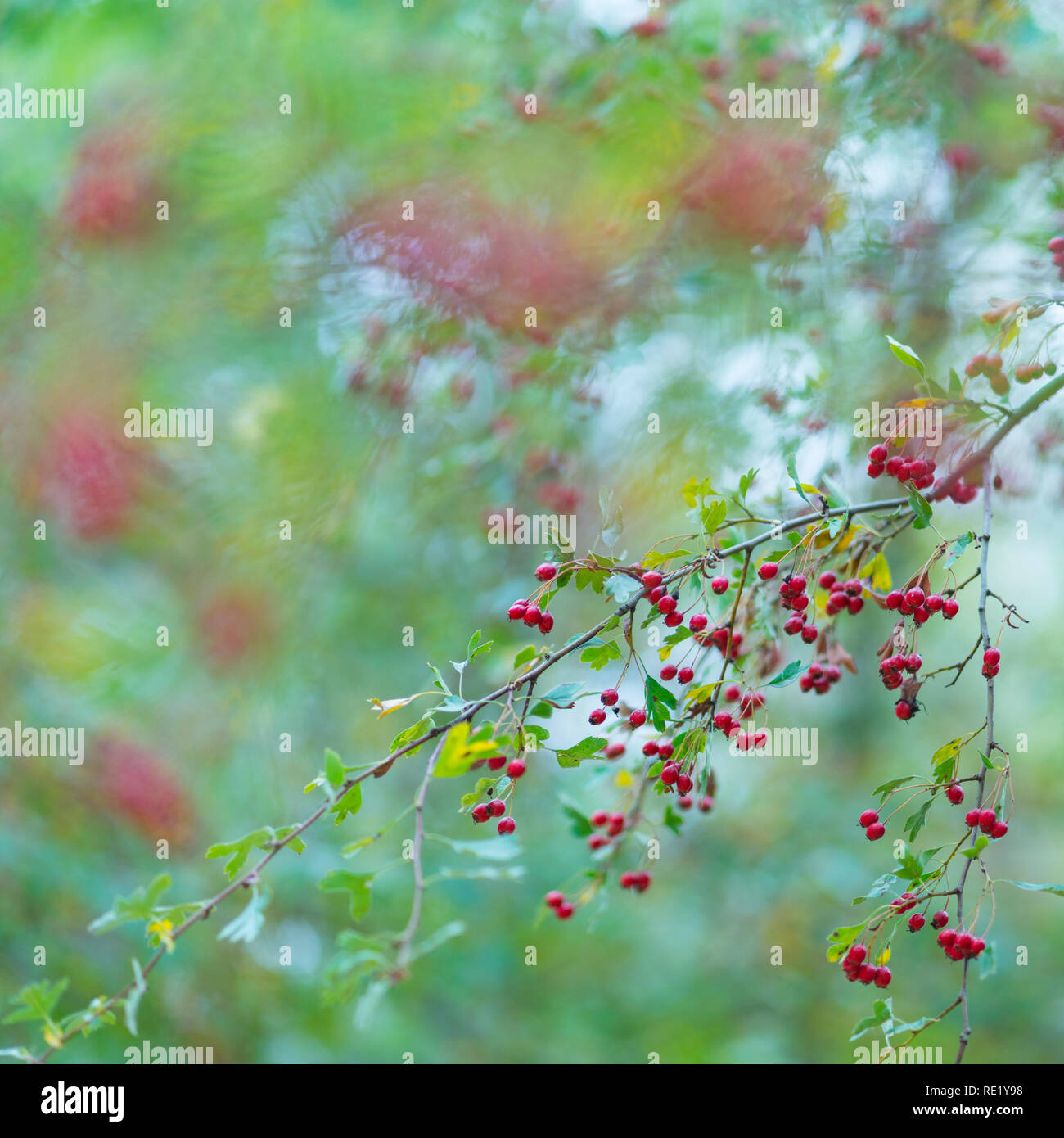 MAJUELO - biancospino (Crataegus monogyna), Dehesa de Colmenarejo La Pedriza de Manzanares, Sierra de Guadarrama National Park, Manzanares el Rea Foto Stock