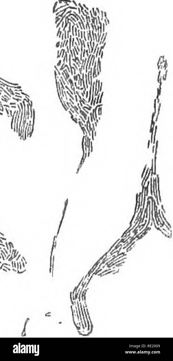 . Un libro di testo di batteriologia, compresa l'eziologia e la prevenzione delle malattie infettive e un breve resoconto di lieviti e muffe, haematazoa e psorosperms. Batteriologia. Fig. 223.-Peoteus vulgaris, dalla superficie di gelatina nutriente, x (Hauser). sono osservate sulla superficie della gelatina nutriente, sebbene in questa fase iniziale non liquefac superficiale- zione può essere rilevata. Probabilmente i movimenti dipendono dalla esiste- ence di un sottile strato di liquido, in quanto non sono rispettate se il terreno nutriente contiene il 10 per cento, di gelatina. Esse sono state isolate dalla carne in putrefazione infusione. Proteus Zenker Foto Stock