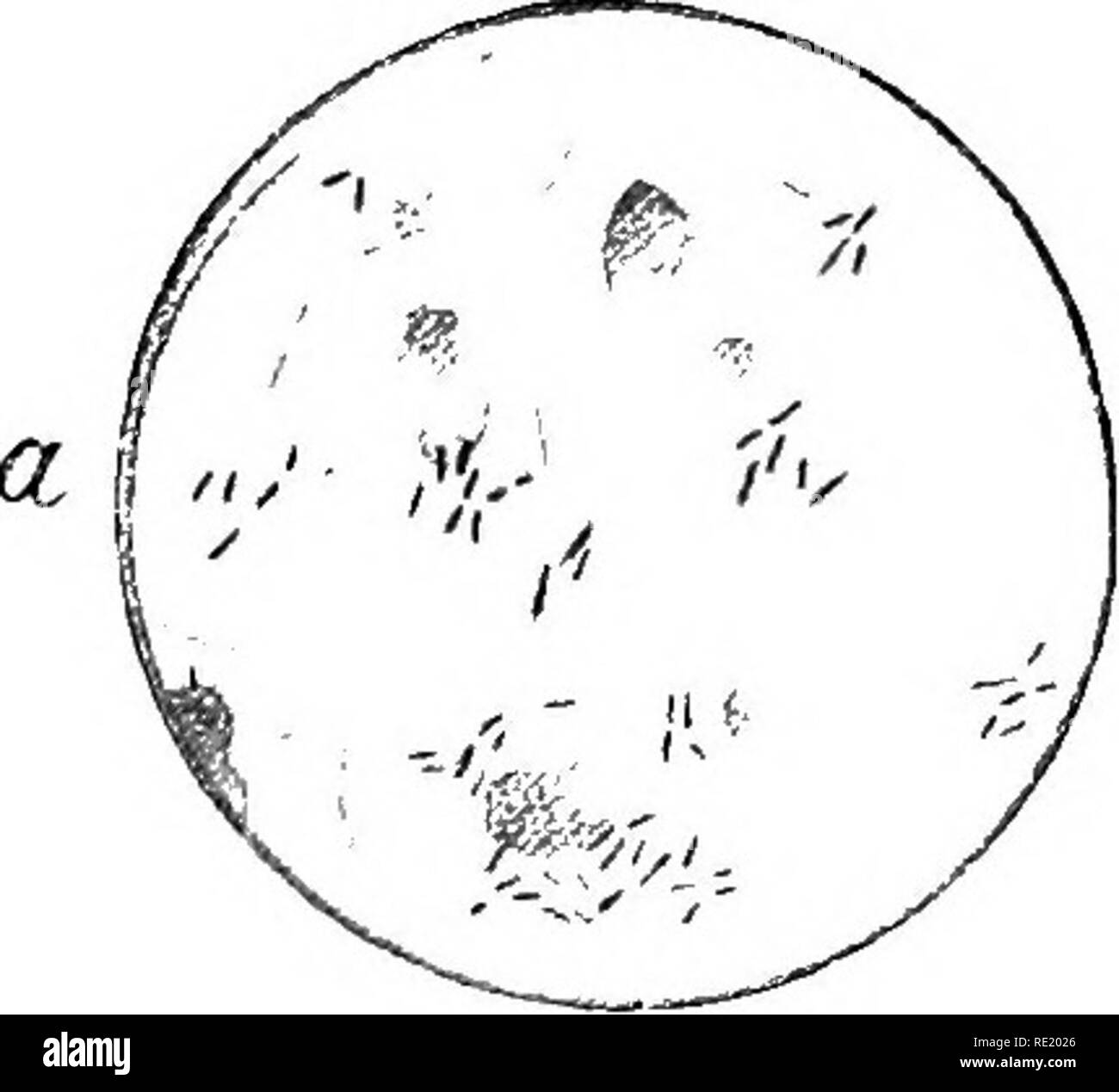 . Atlas e principi di batteriologia e libro di testo di speciali diagnosi batteriologica. Batteriologia. 204 importante varietà di fissione-FUNGHI. sangue. Se il primo rimane sterile, mentre delicato, drop- come colonie sviluppare dopo la seconda, si parla a favore dell'influenza. Bouillon e agar mescolato con sterili di sangue di piccione sono altamente raccomandato. Varietà affini.-Il "bacillus di polmonite in conigli, culti"- vated da Beck, R. PfeiSer's assistant, da conigli morendo sponta- neously, è strettamente correlata (Beck, Z. H. xv, 363, 1893). Piccolo, raffinato, non bacilli mobili, due volte più lungo e t Foto Stock