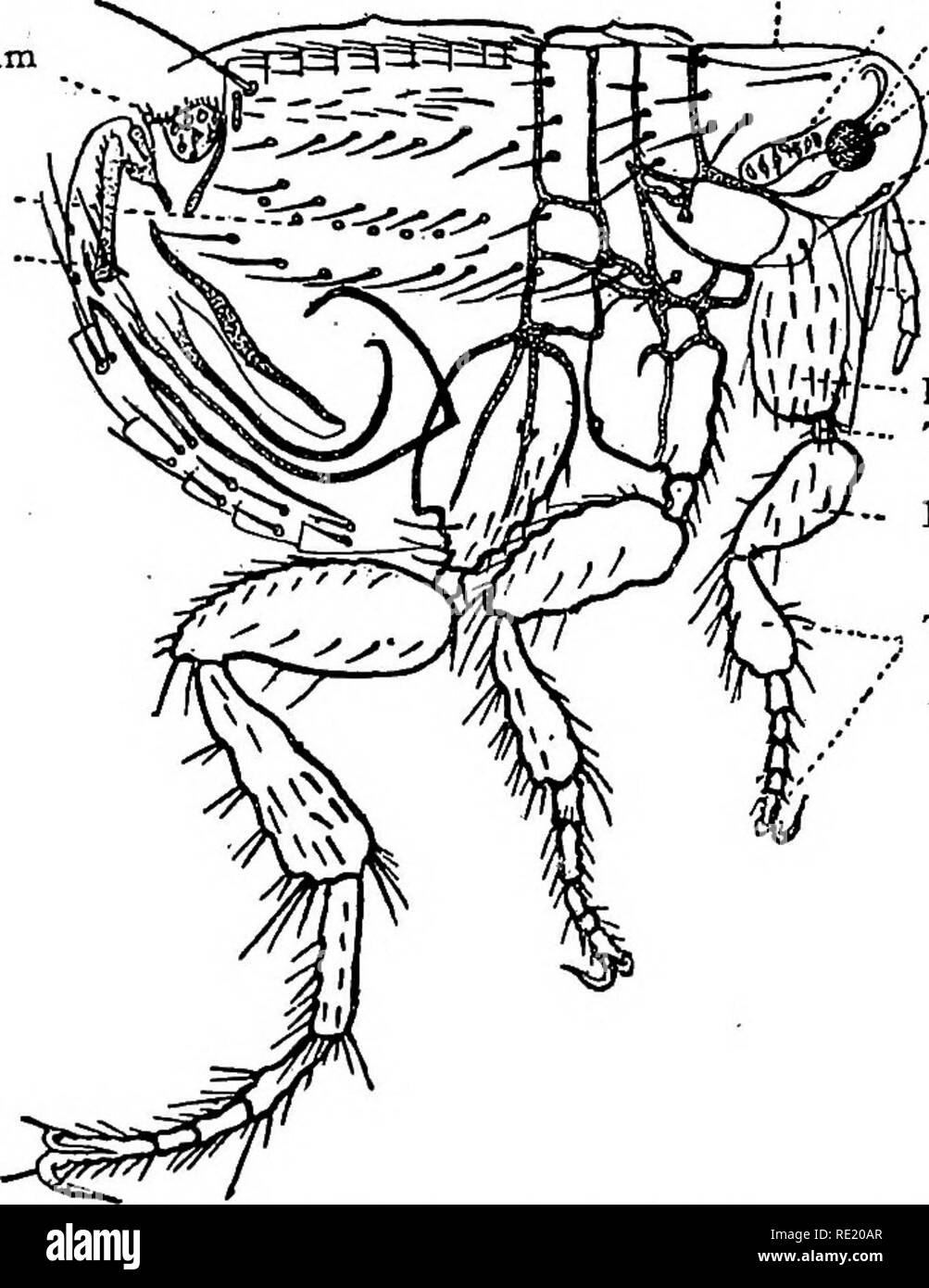 . Un libro di testo su batteri patogeni e protozoi per gli studenti di medicina e medici. Batteriologia; batteri patogeni; protozoi. 552 piaga quando inoculati per via sottocutanea. Quando un inoculo è stato realizzato con un perno immersi in una cultura del bacillus, la foratura essendo realizzati nel palmo della mano o la pianta del piede, le scimmie sempre morti in da tre a sette giorni. In questi casi l'edema locale osservate da Yersin non si verificano. Essi sottolineano l'interesse che l'infezione attraverso così insignificante una ferita e senza lesioni locali. Weichselbaum, Albrecht e Gohn hanno fou Foto Stock