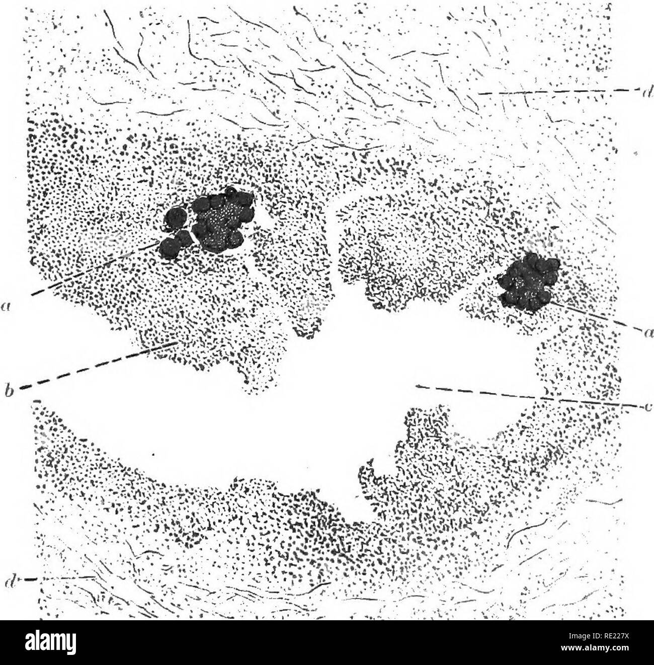 . Guida di laboratorio per il bacteriologist ... Batteriologia. Piastra II. /'.{' ^^-^ r :5 ^-/ ^ Fig. I.-antrace bacilli dalla milza di un topo. Fig. 2.-Sezione di " myko-fibrom" dal funicolo spermatico di un cavallo fx 50 ca.): a., uva- come cluster o* zooglcea (contenente cocci non visibile); dal centro cellulare, consistente di pus e alcune cellule linfoidi; c, spazio dal quale le cellule sono caduti; d, stroma fibroso (colorati con il metodo xv, 5).. Si prega di notare che queste immagini vengono estratte dalla pagina sottoposta a scansione di immagini che possono essere state migliorate digitalmente per la leggibilità - colorazione e appea Foto Stock