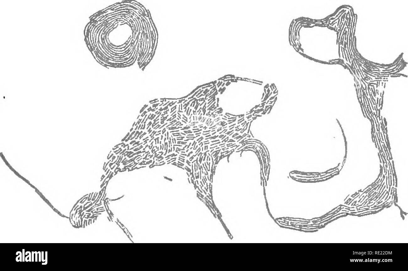 . Un libro di testo di batteriologia. Batteriologia. Non DESCRITTI IN SEZIONI PEEVIOUS. 553 rapidamente come Proteus vulgaris. Su piastre di gelatina, alla fine dei dodici ore, superficiale di colonie di due a tre millimeti-es in diametro vengono formati; sotto una bassa potenza questi appaiono finemente granulosa e di colore bruno nel colore e avere un contorno irregolare; outgrowths dal margine si estendono in direzioni diverse e formare nuove colonie, che può essere fissato per un periodo di tempo da un lungo e sottile filo consistente di bacilli. Il movimento di queste nuove colonie non è così pronunciato come nel caso delle precedenti specie, un Foto Stock