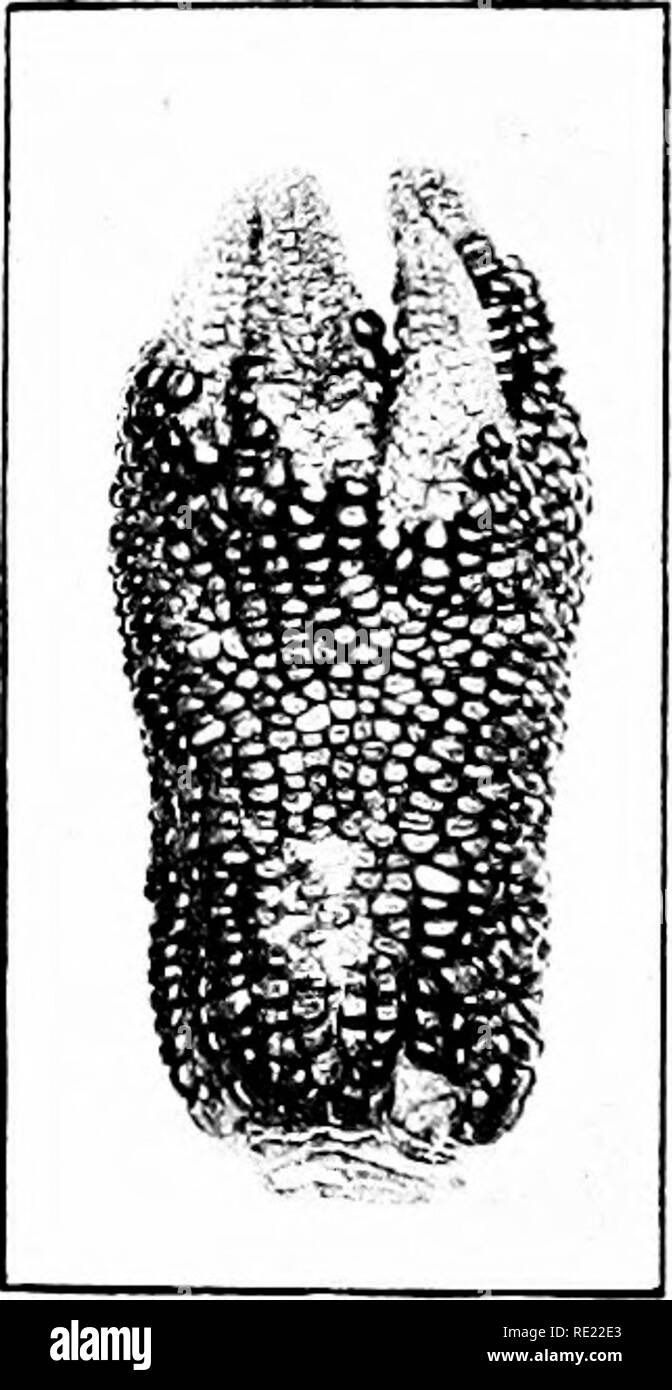 . Granturco; la sua storia, la coltivazione e la manipolazione e per usi, con particolare riferimento al Sud Africa; un libro di testo per gli agricoltori, gli studenti di agricoltura e insegnanti di studio della natura. Il mais; mais. A B Fig. 85.-A, Fasciated orecchio. B, lobate orecchio. fasciation e lobing della punta dell'orecchio (Fig. 85A e B) sono non di rado si è incontrato con, e appiattimento e fasciation sono più comuni in alcune gare che in altri; nel Transvaal schiacciamento è comune in ceppi di Chester cortesia. Oriente e Hayes hanno studiato l'eredità di questo ab- normalità e scoprire che si tratta di un carattere dominante, alternativamente ereditato Foto Stock
