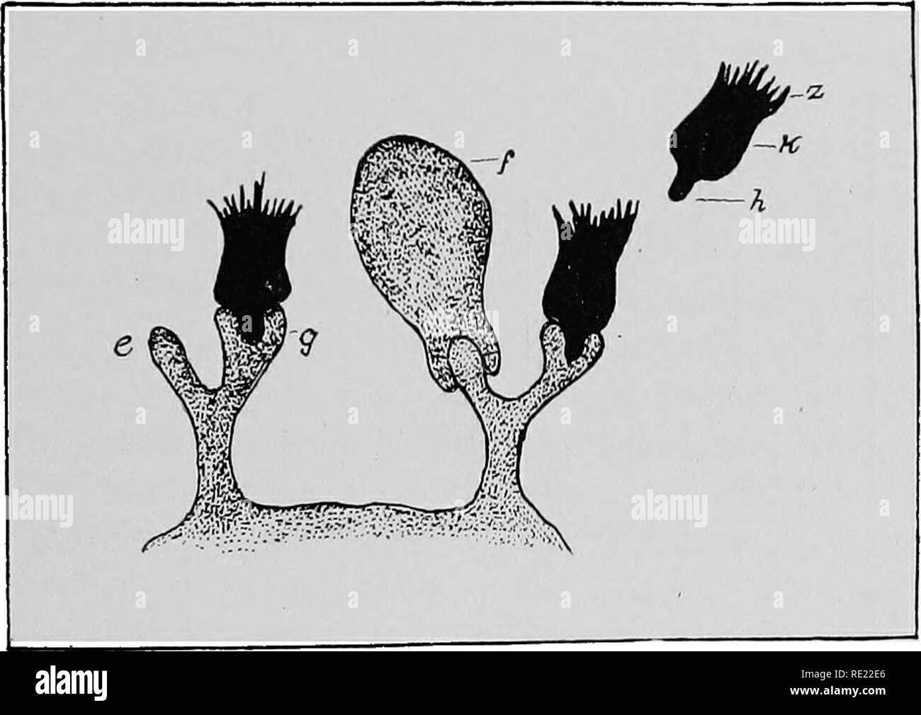 . Batteriologia farmaceutica, con speciale riferimento alla disinfezione e sterilizzazione. Batteriologia. Immunità e immunizzazione di agenti. 123 zione del precipitato è stato denominato emolisi. Reazioni analoghe sono osservati con latte e albume d'uovo, quando usato con la loro specifica di sieri immuni. Queste reazioni sono state utilizzate per fissare le prove in crimina casi. Il siero di un animale che è stato iniettato con sangue umano (umanizzato siero immune) produce un precipitato quando miscelata con sangue umano, anche in alte diluizioni. Come agglutinazione, la reazione non è tuttavia del tutto specifici. Per Foto Stock