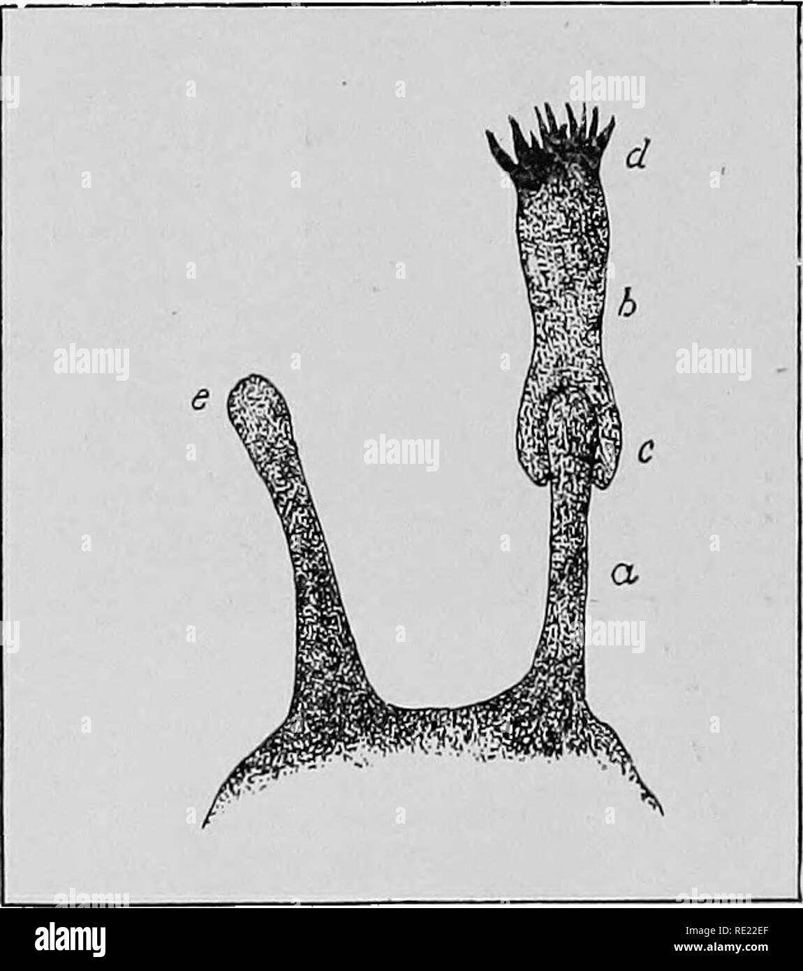 . Batteriologia farmaceutica, con speciale riferimento alla disinfezione e sterilizzazione. Batteriologia. I20 PHARMACEUTICAI, batteriologia. Un antigene è una tossina batterica o di altra origine, che ha la potenza quando è introdotto nel corpo, di indurre la formazione di specifici anticorpi anti- corpi. Non tutte le tossine o veleni hanno questo potere. Per esempio, strychnin e tossina del tetano produrre analoghi effetti fisiologici, ma solo quest'ultimo è in grado di produrre un anticorpo. Ehrlich spiega questa differenza ipotizzando che strychnin e la maggior parte degli altri veleni vegetali entrano in un combinatio allentati Foto Stock