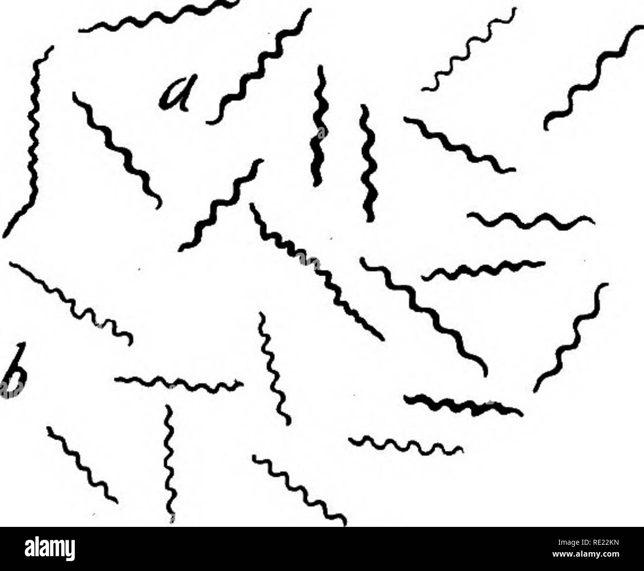 . Pharmaceutical batteriologia. Batteriologia; disinfezione e disinfettanti. 3l8 PHARMACEUTICAL BATTERIOLOGIA 4. SpirochcBta vincenth-patogeni; provoca infiammazione della gola (Vincent's angina). 5. Treponema pallidum.-CAUSA specifica della sifilide. Spesso altri organismi correlati si trovano ad esso associato. Questo organismo macchie con diflSculty. 6. Trypanosoma Gambiense.-Questa è la causa del terrore la malattia del sonno dell'Africa. Il trasmettitore di infezione è la mosca tsetse {Glossina palpalis). Le indagini hanno dimostrato che la distruzione della mosca tsetse avrebbe anche sradicare la malattia Foto Stock