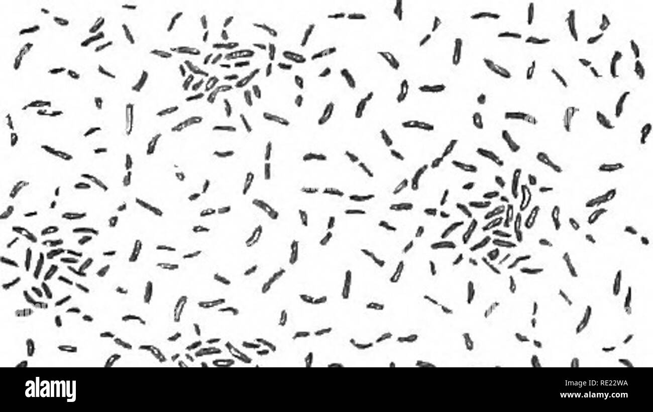 . Manuale di batteriologia per i professionisti e gli studenti, con particolare riferimenti a metodi pratici. Batteriologia. 144 BACTERIOLOay durante il progredire della malattia i bacilli si trovano principalmente nella mucosa e contenuto del canale intestinale, ma non nel sangue. Per esaminare il colera sgabelli per bacilli, evacuazione viene miscelato con una uguale massa di carne alcalino-bouillon e lasciare riposare in un vetro aperto per dodici ore a una temperatura di 30° a 40° C. Un abbondante sviluppo sulla superficie dei risultati e preparati sono ottenuti mediante questo metodo di in- vestigation che consi Foto Stock