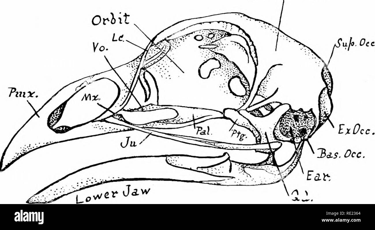 . L'uccello, la sua forma e funzione. Gli uccelli. Il cranio 107 gran parte arrotondata riprendendo la maggior parte del cranio corretto è naturalmente la casella di osso che protegge il cervello. Su ciascun lato una cavità grande mostra dove gli occhi sono posti, e se si confronta questo cranio con quella di un gatto o un cane o con quella di un essere umano, vedremo quale grande importanza gli occhi devono essere di un uccello; le cavità per loro sono molto più grande rispetto a quella di altri animali. Indietro 3raii2i di Cdse. Fig. 8.3.-Cranio di polli, mostrando orbita, brain-caso, orecchio, la ganascia inferiore, premaxillary (PMX.), mascellare (Mx.), vomer (Vo.), lacrymal (lc), jugal ( Foto Stock