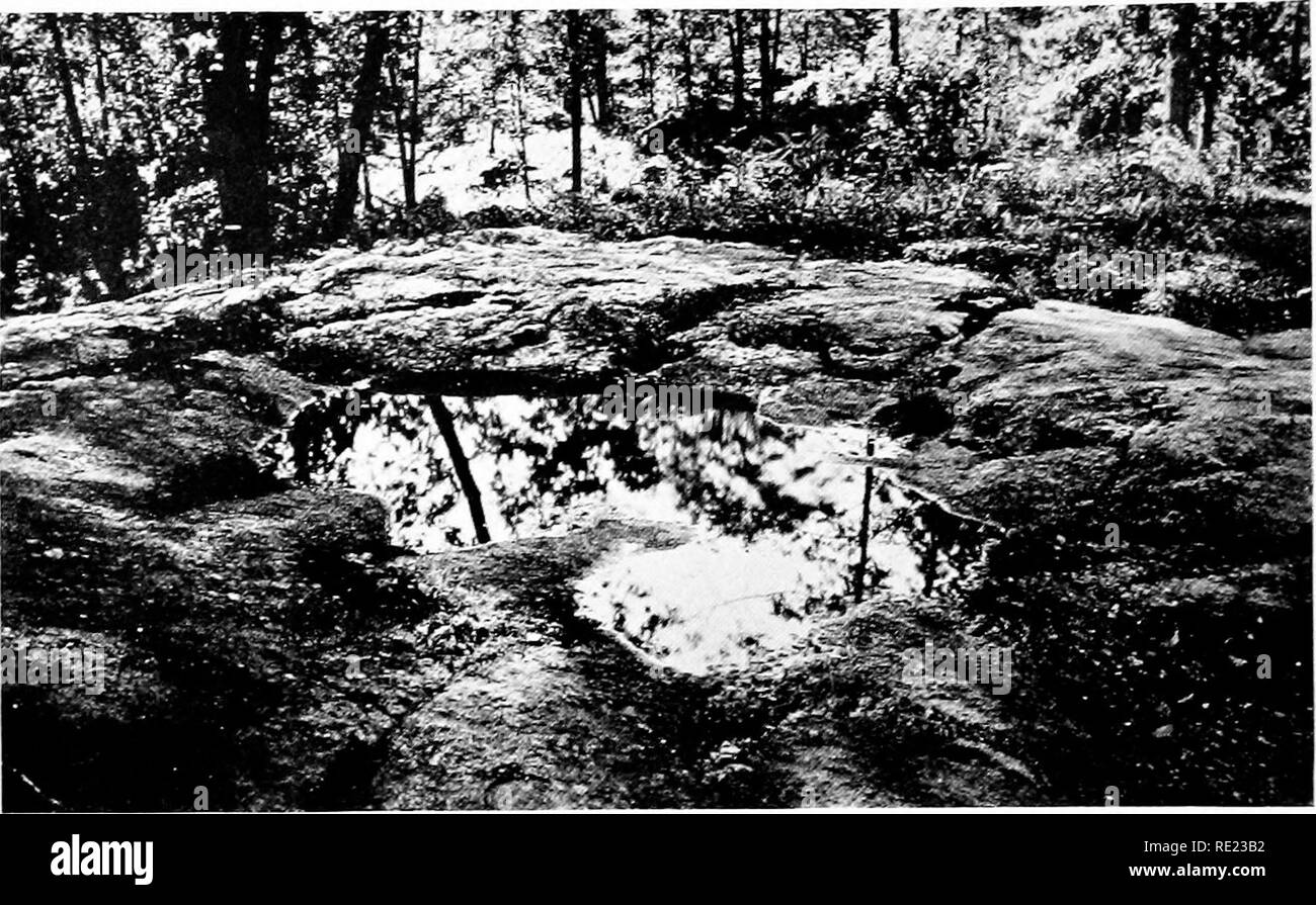 . Mazze da golf come santuari di uccelli. Gli uccelli; Campi da Golf. Mazze da golf come santuari di uccelli BIRD bagni. Foto da R. B. Thompson una naturale BIRD-bagno questo cavo in rocce si riempie di acqua di pioggia e fornisce un naturale la balneazione piscina per ninfe boschive al sicuro da occhi indiscreti. Si prega di notare che queste immagini vengono estratte dalla pagina sottoposta a scansione di immagini che possono essere state migliorate digitalmente per la leggibilità - Colorazione e aspetto di queste illustrazioni potrebbero non perfettamente assomigliano al lavoro originale. National Audubon Society. New York Foto Stock