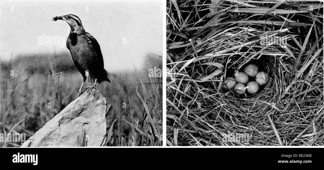 . Mazze da golf come santuari di uccelli. Gli uccelli; Campi da Golf. Foto da A. A. Allen COLD STORAGE UOVA IN grezzo il cornuto Lark è uno dei primi uccelli di nidificare in primavera, il incubat- ing bird essendo spesso coperto dalla fine delle nevi. Come il Parlamento Skylark esegue un tuffo emozionante da alto in aria come parte del suo corteggiamento. Si tratta di un prezioso aiuto per i Verdi Comitato, a causa della sua predilezione per i semi di tali turf parassiti come crab-erba, chickweed e tarassaco. Parimenti essa mangia le larve del bianco, filo-Worm, sterco-coleotteri, trifoglio e una foglia di trifoglio curculione root, grasshop- pers, foglia-tramogge, Foto Stock