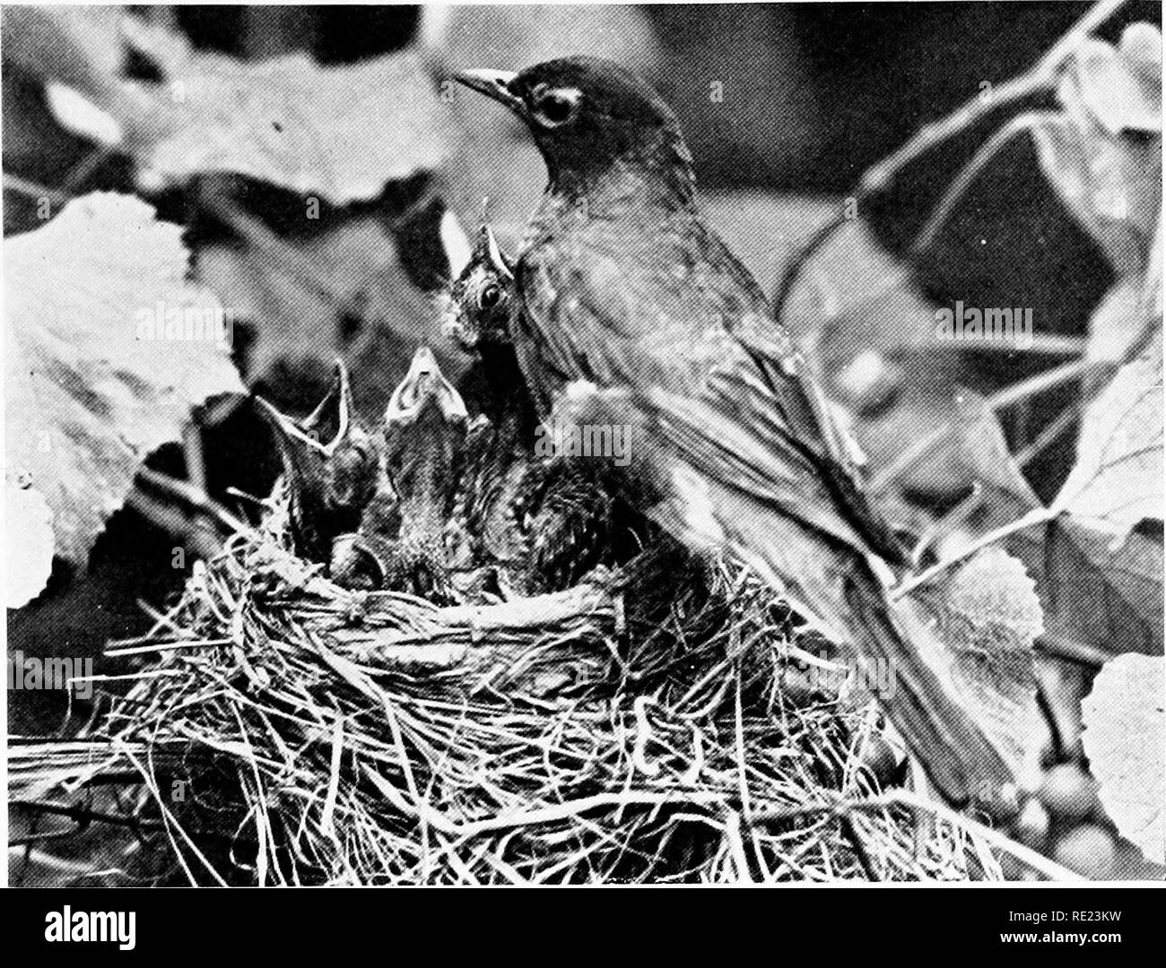 . Mazze da golf come santuari di uccelli. Gli uccelli; Campi da Golf. Ogni campo da golf un santuario degli uccelli ALCUNI CAMPI DA GOLF DI UCCELLI. Foto di A. A. Allen torna presto al numero verde 6, madre e ci sono ancora affamato non vi è più accogliente e familiare uccello circa il Club-house o il verde di Robin. Il suo cherry-eating proclivities può renderlo impopolare con frutta-coltivatori, ma la sua capacità di terra-WORM, le larve del bianco, cutworms e altri nemici del manto erboso mi congratulo con lui per tutti i giocatori di golf. La sera dopo il turf è stata spruzzata e al mattino mentre la rugiada è ancora sull'erba e "ni Foto Stock