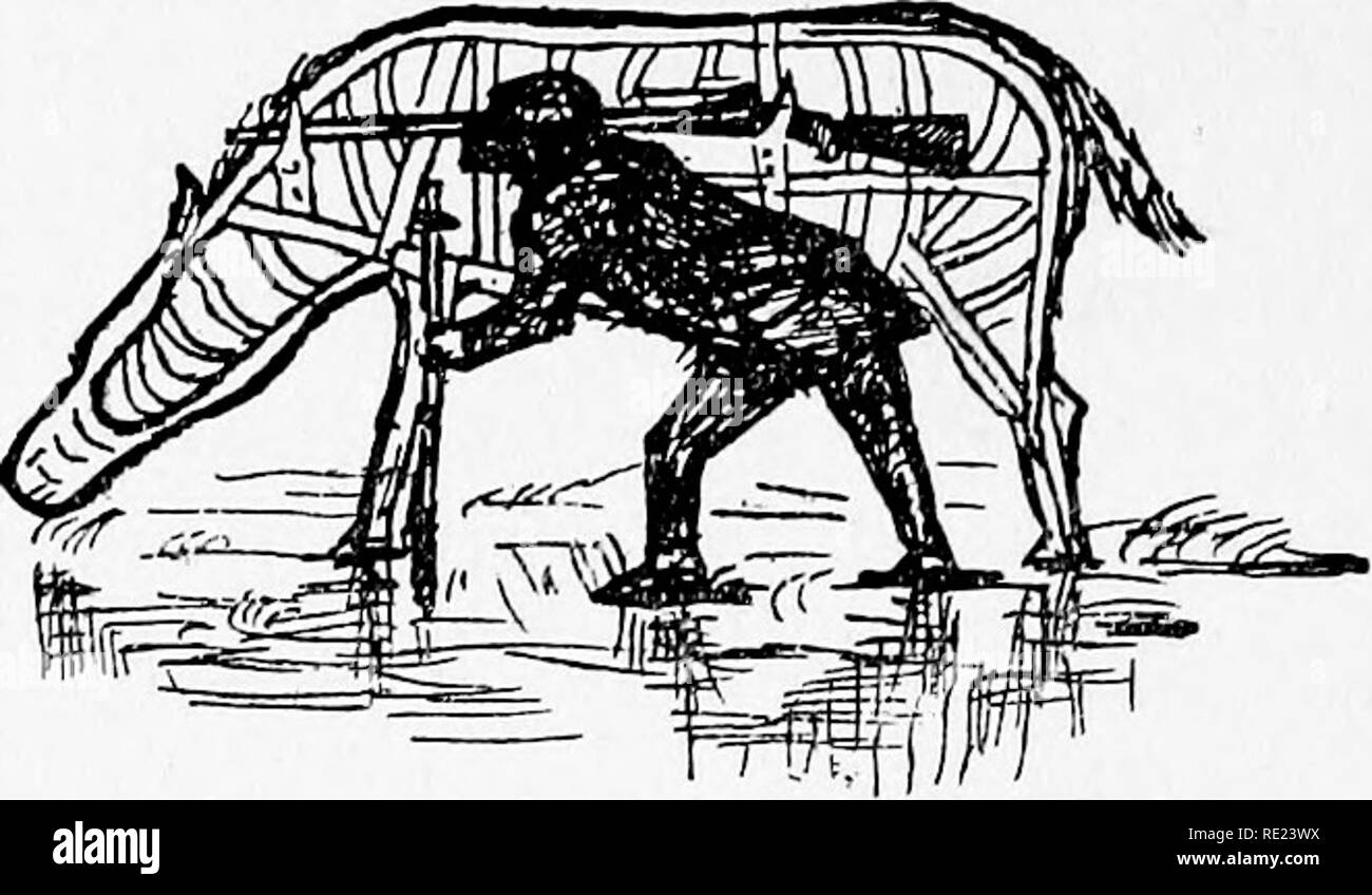 . La completa wildfowler. Gioco e Gioco-uccelli; caccia. 84 LA COMPLETA WILDFOWLER ingannando le dimensioni. Tali appostamenti-cavalli fatta con forte telai in legno di quercia, coperto con non troppo pesante canvas e verniciato di marrone, sono la maggior parte riparabile, il '^animale" deve sempre essere fatta. Lavorando- lo stalking-cavallo. in posizione di pascolo. Con un po' di organizzare il cavallo può essere realizzato per portare la cartuccia-bag e la pistola su un rack. Un solo lato del cavallo piana è utilizzato. In lavorazione è il cavallo dovrebbe mostrare agli uccelli di tre quarti di fianco. Cercare di aggirare gli uccelli spostando come se passarli. Se un Foto Stock