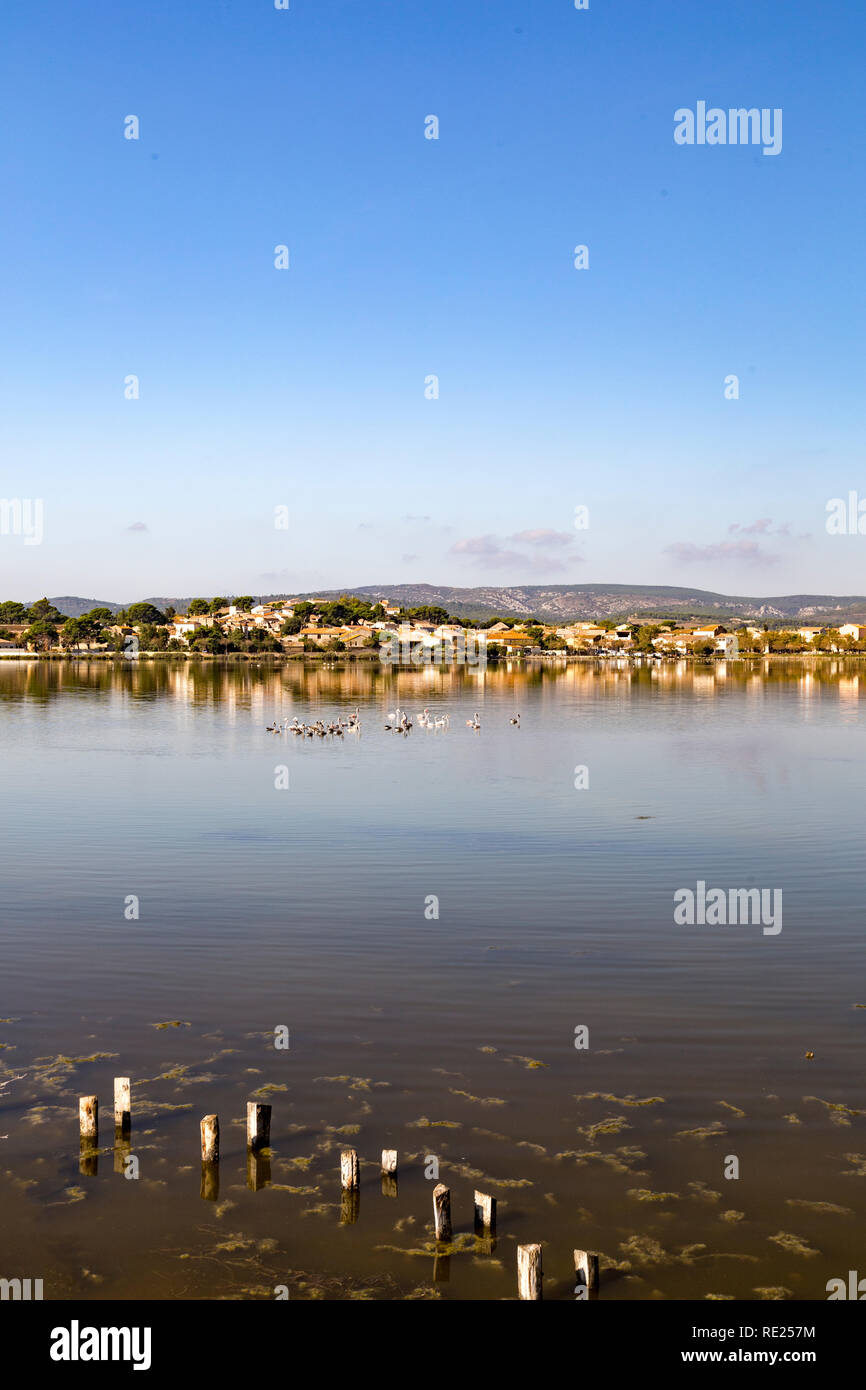 Fenicotteri selvatici in acqua calma di Peyriac-de-Mer in Francia Foto Stock