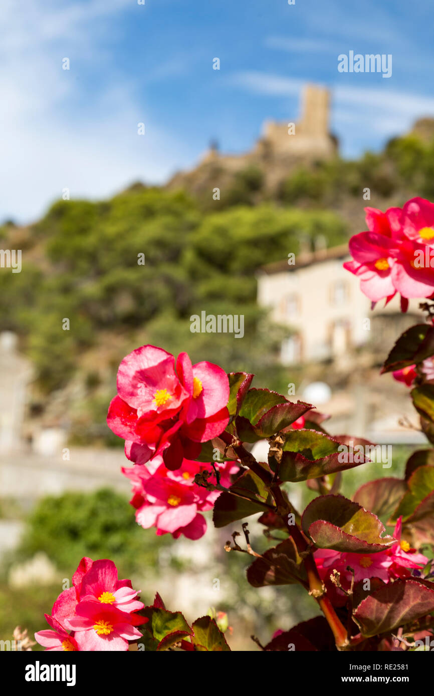 Rosso vivace fiorente macchia di fiori in Lastours, Francia con castelli popolare nella distanza. Foto Stock