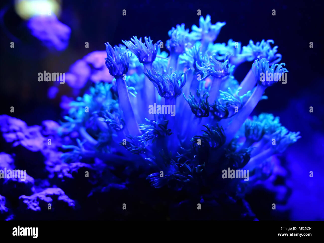 Acqua salata acquario coralli molli ondeggianti sotto acquario blue moonlight illuminazione a LED. Foto Stock